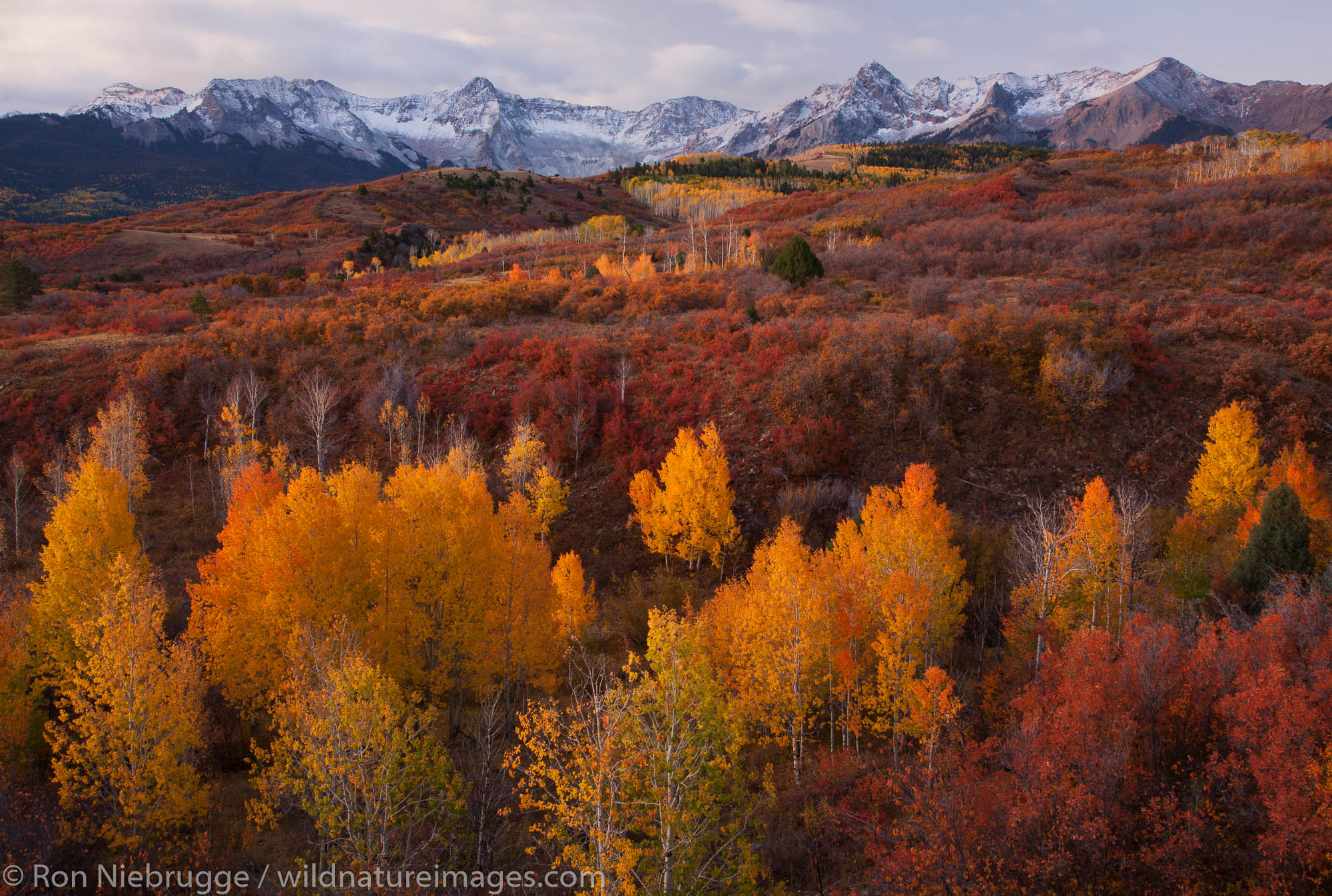 Autumn colors and the Sneffels Range, San Juan Mountains, Dallas Divide,  Colorado.