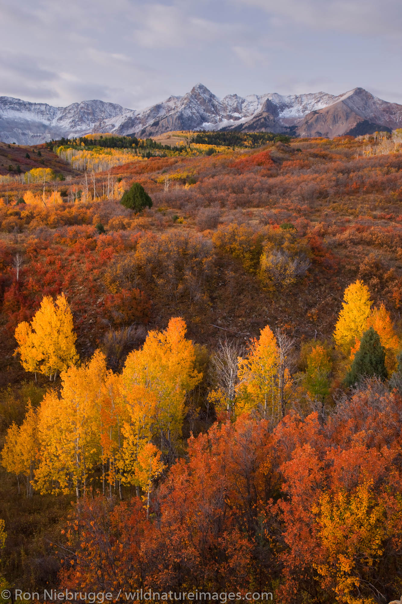 Autumn colors and the Sneffels Range, San Juan Mountains, Dallas Divide,  Colorado.