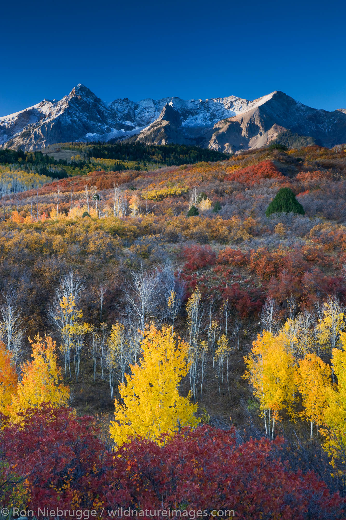 Autumn colors and the Sneffels Range, San Juan Mountains, Dallas Divide,  Colorado.