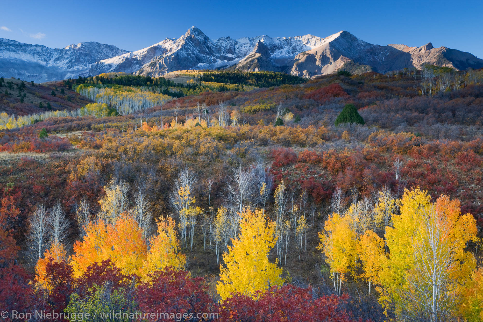 Autumn colors and the Sneffels Range, San Juan Mountains, Dallas Divide,  Colorado.