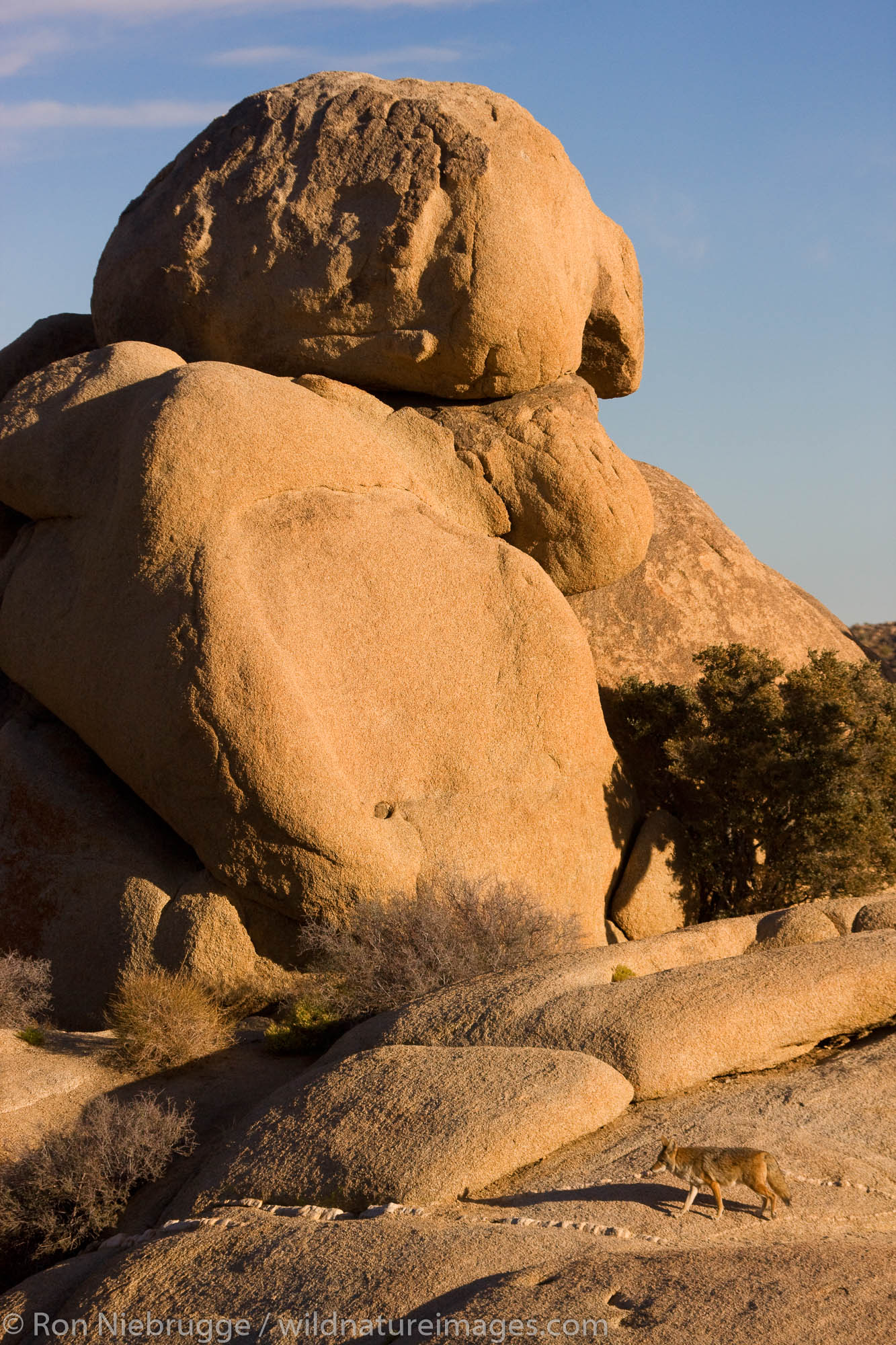 Coyote Joshua Tree National Park California Photos By Ron Niebrugge