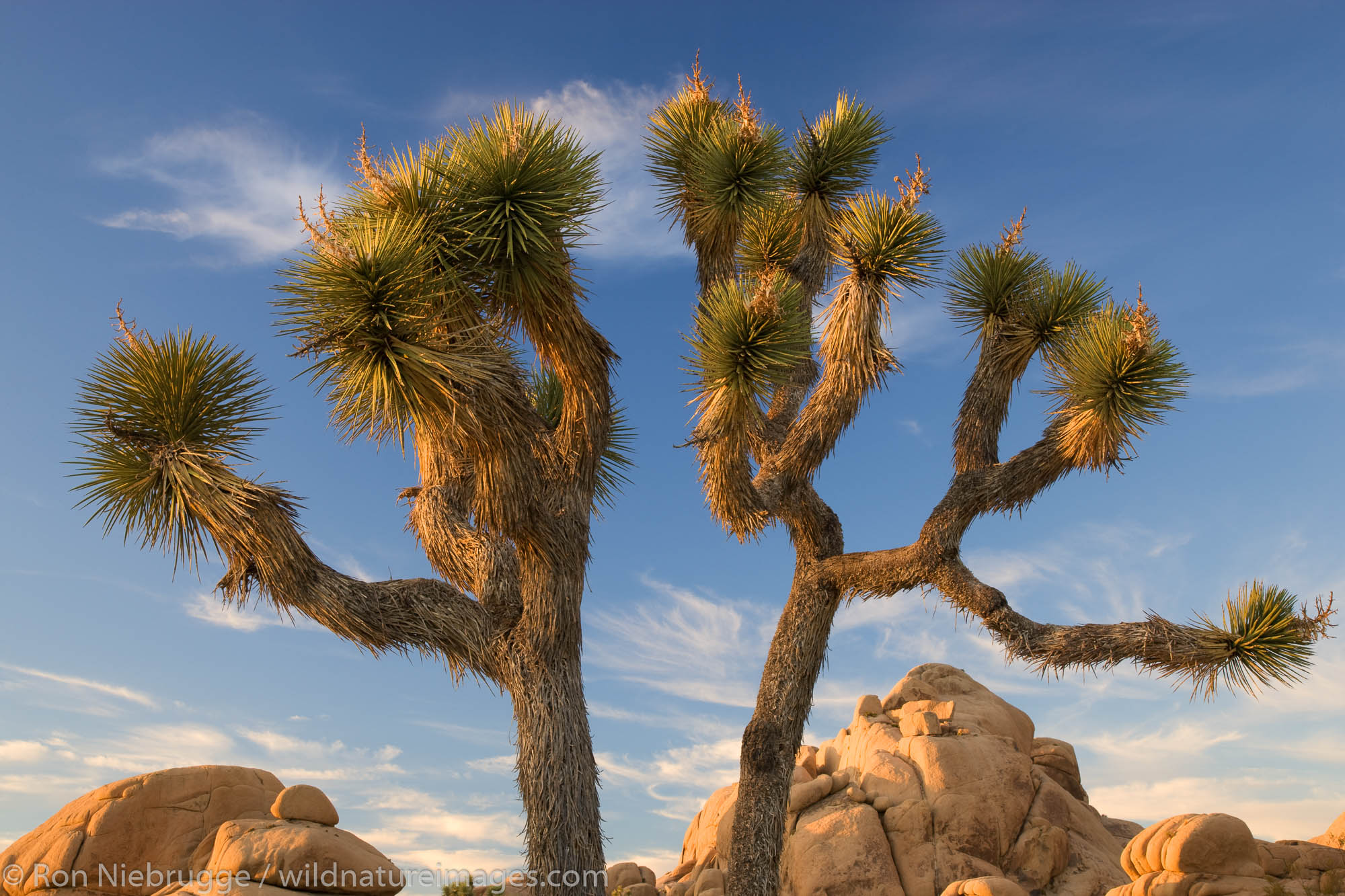 Joshua Tree National Park Photos By Ron Niebrugge