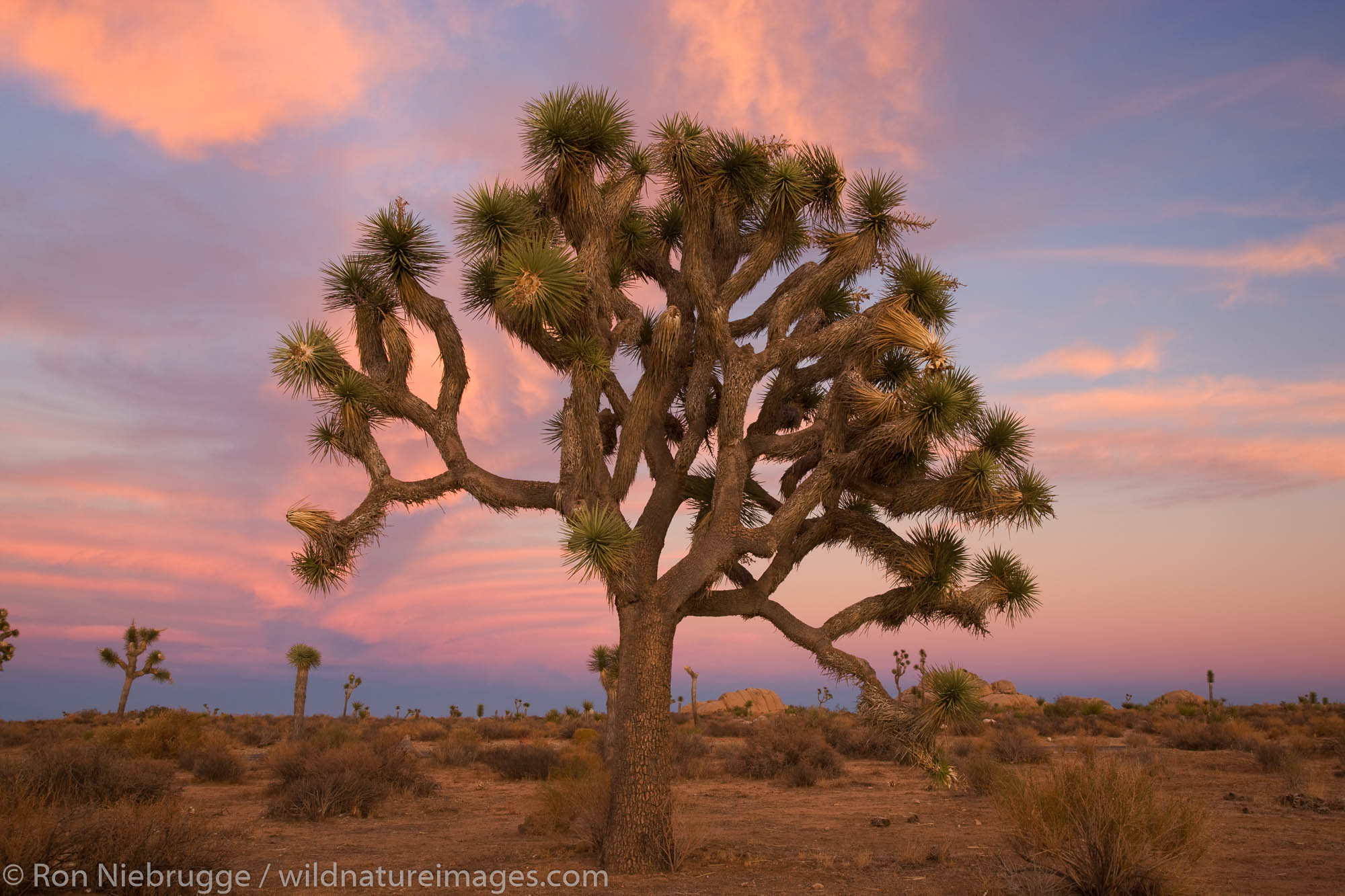 Joshua Tree Joshua Tree National Park California Photos By Ron