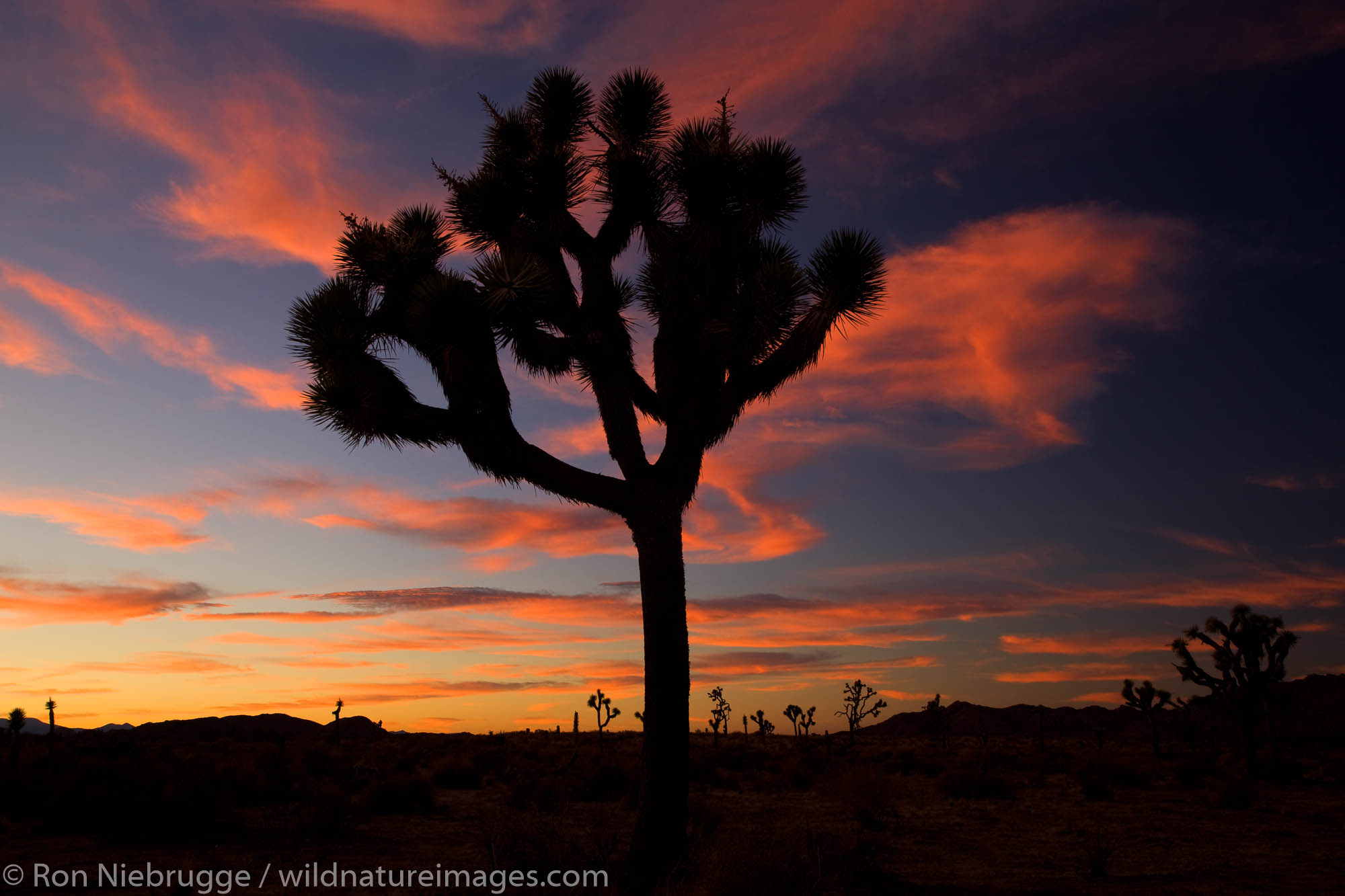 Joshua Tree at Joshua Tree National Park, California.