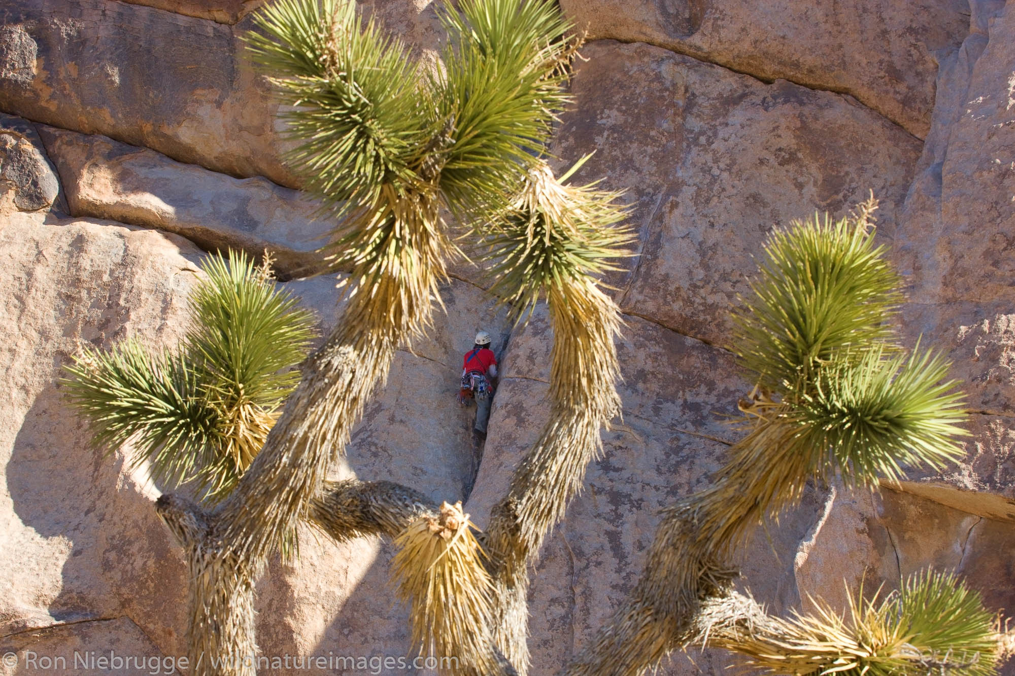 Rock climbers in Joshua Tree National Park, California.  (Model released)