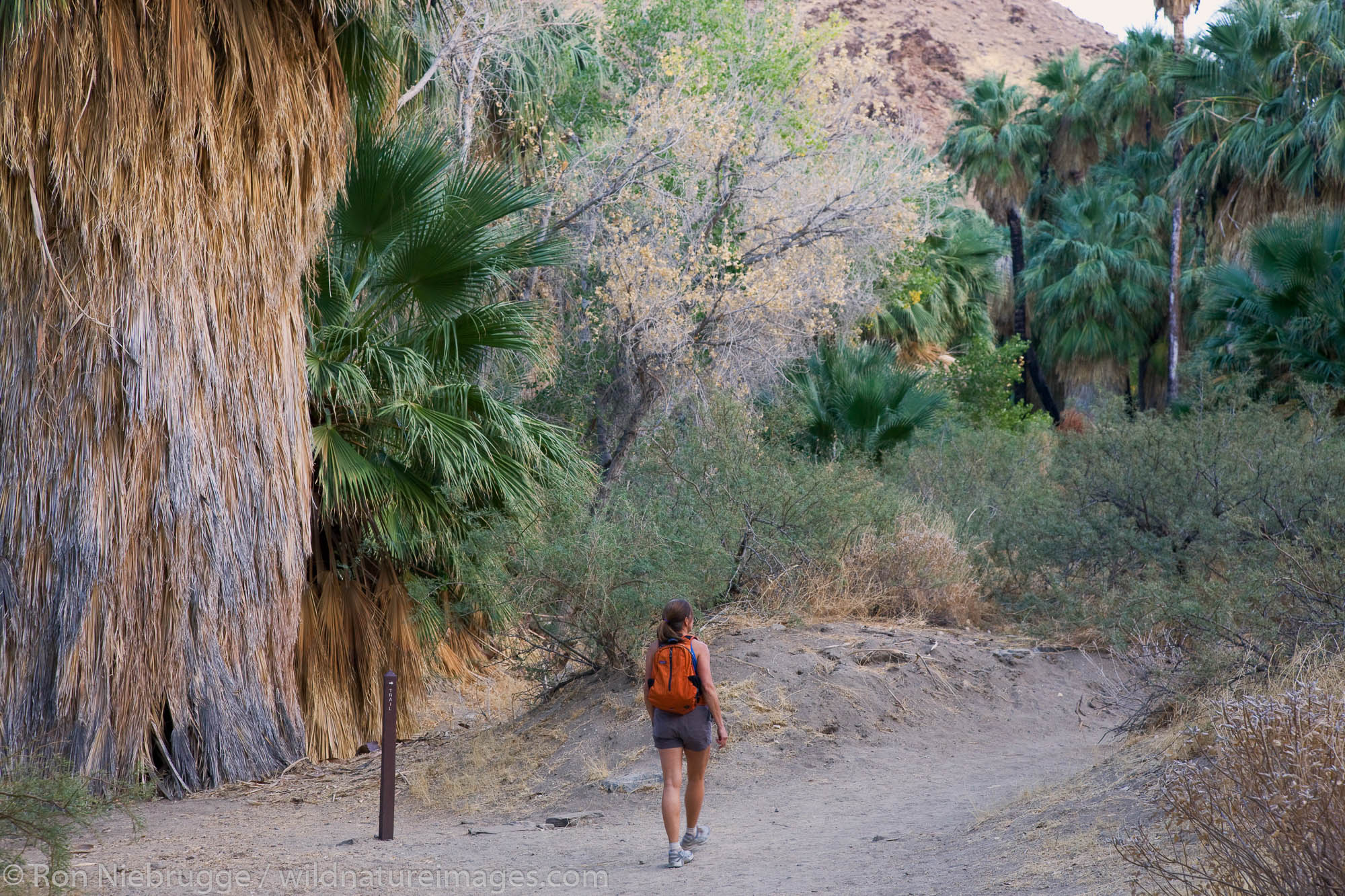 Hiker in Palm Canyon, part of the Indian Canyons in the Agua Caliente Indian Reservation, near Palm Springs, California.  Model...