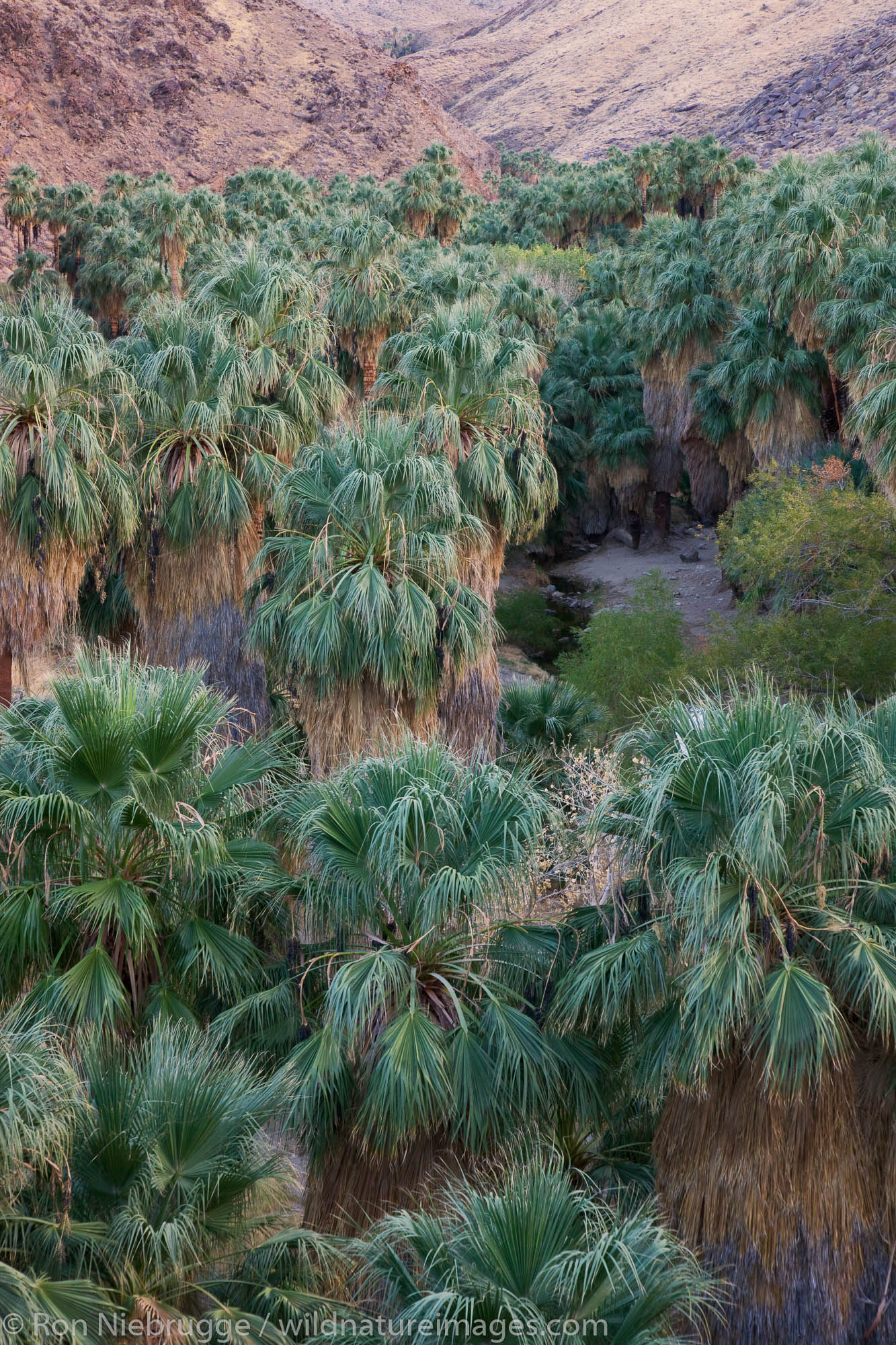 Palm Canyon, part of the Indian Canyons in the Agua Caliente Indian Reservation, near Palm Springs, California.