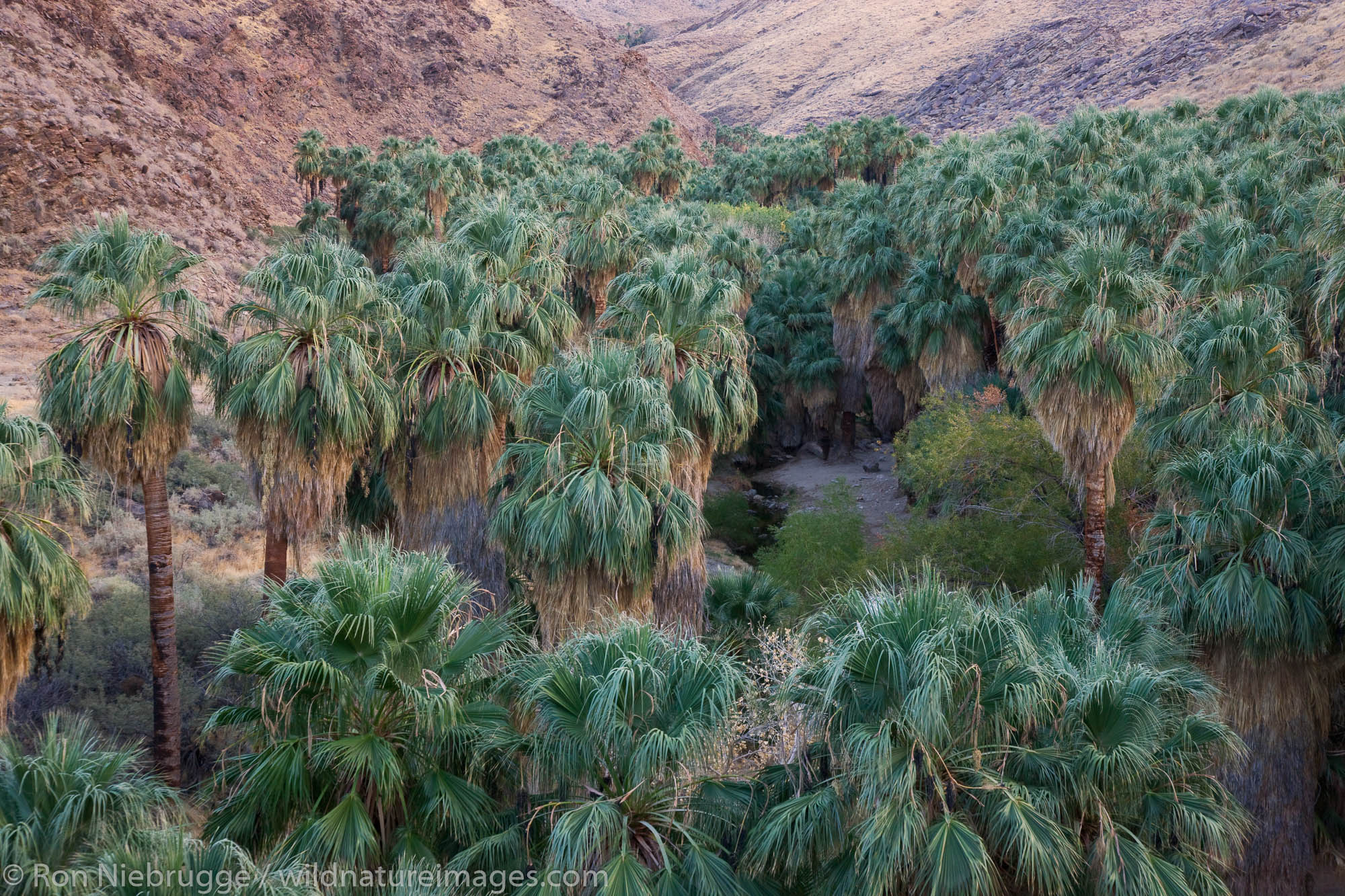 Palm Canyon, part of the Indian Canyons in the Agua Caliente Indian Reservation, near Palm Springs, California.
