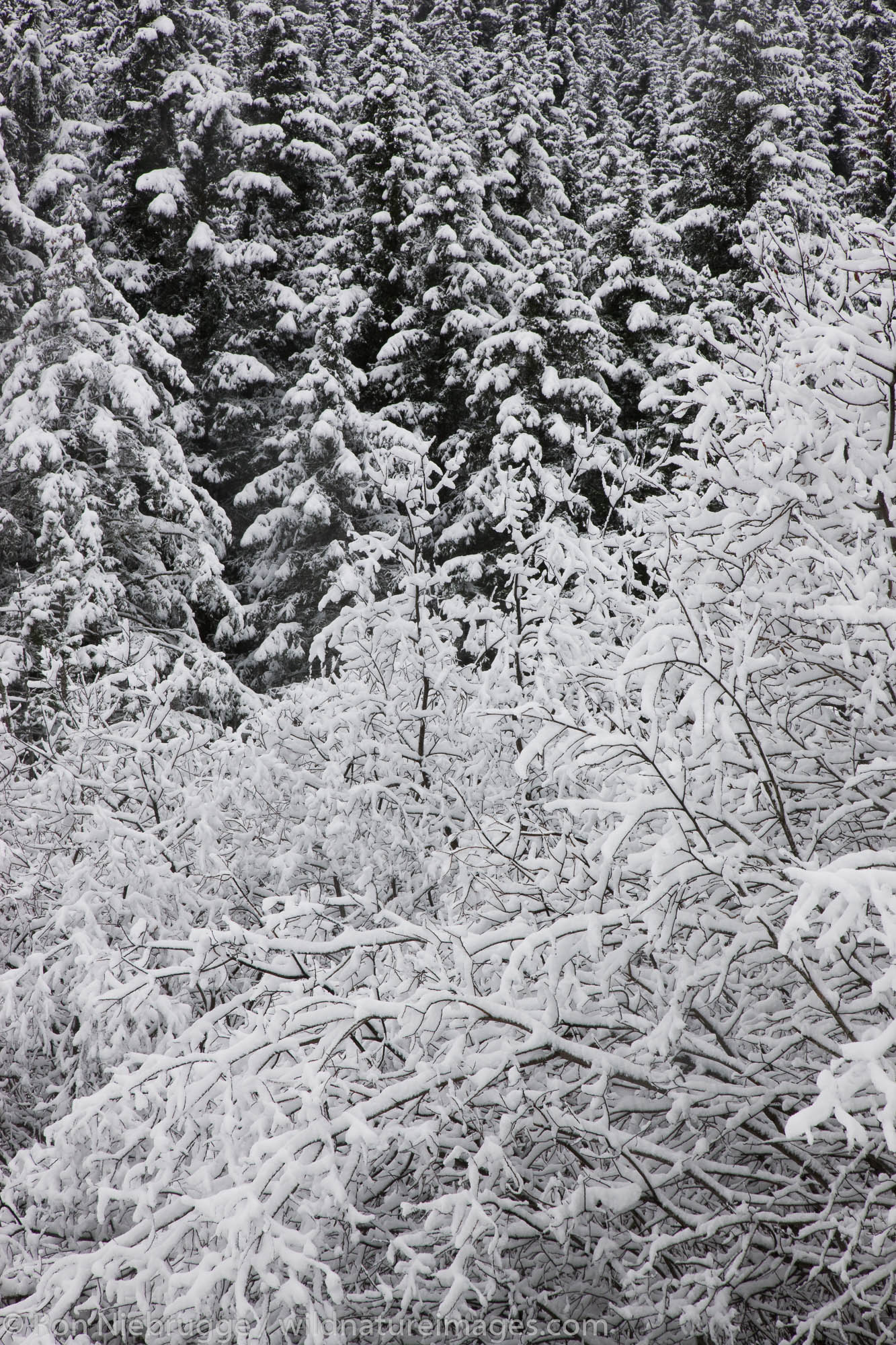 Winter trees, Seward, Alaska.