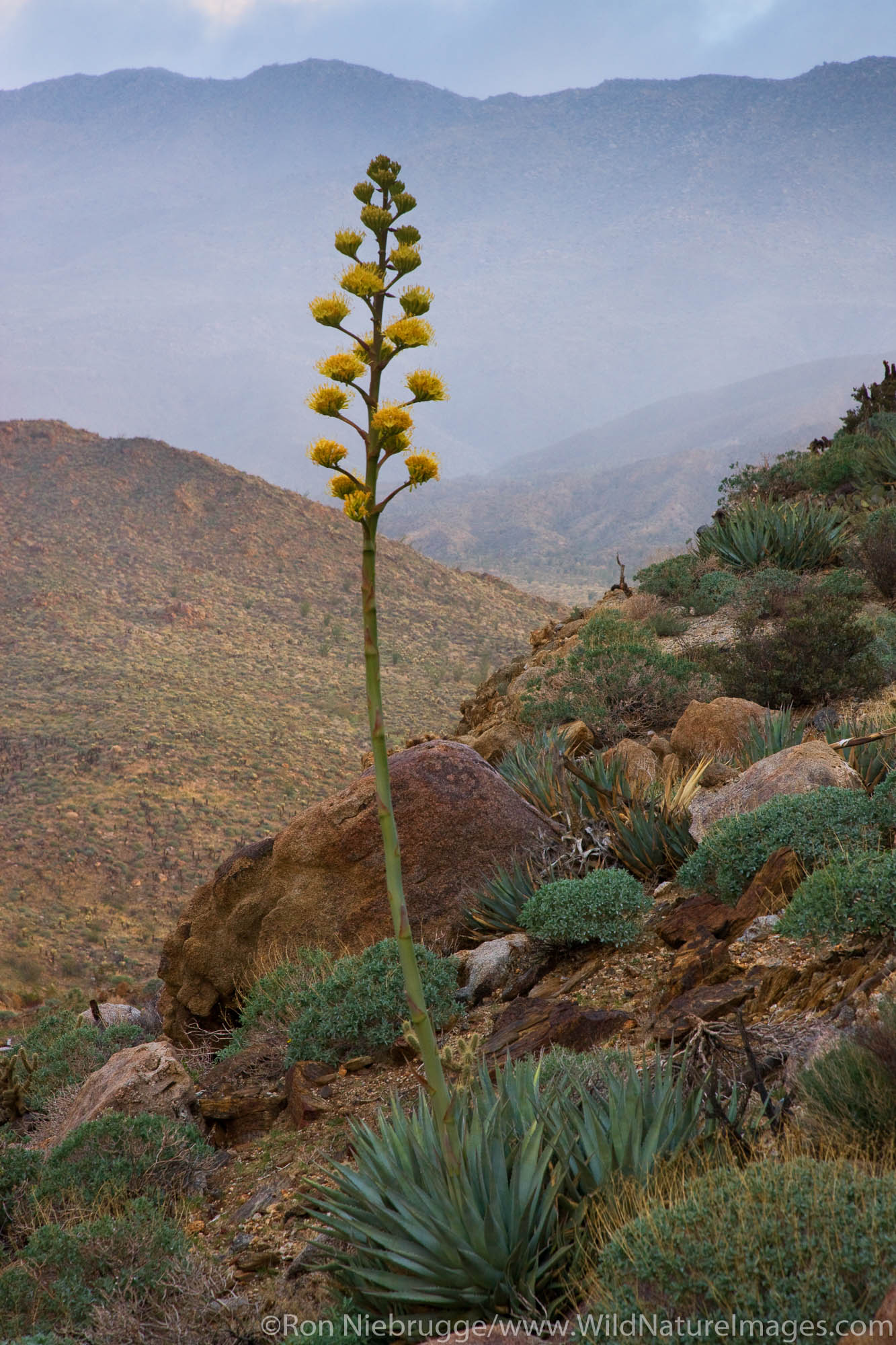 Desert Agave plant, Anza-Borrego Desert State Park, California.