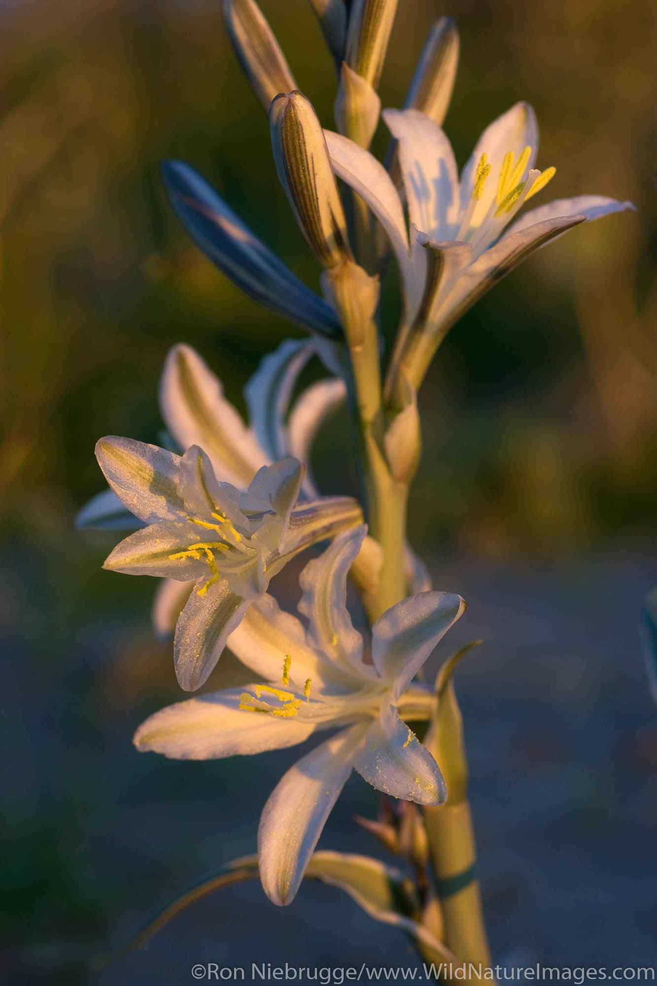 Desert Lily bloom, Anza-Borrego Desert State Park, California.