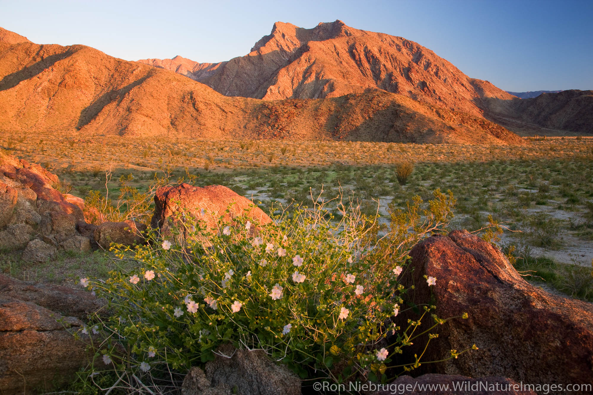 Anza-Borrego Desert State Park, California.