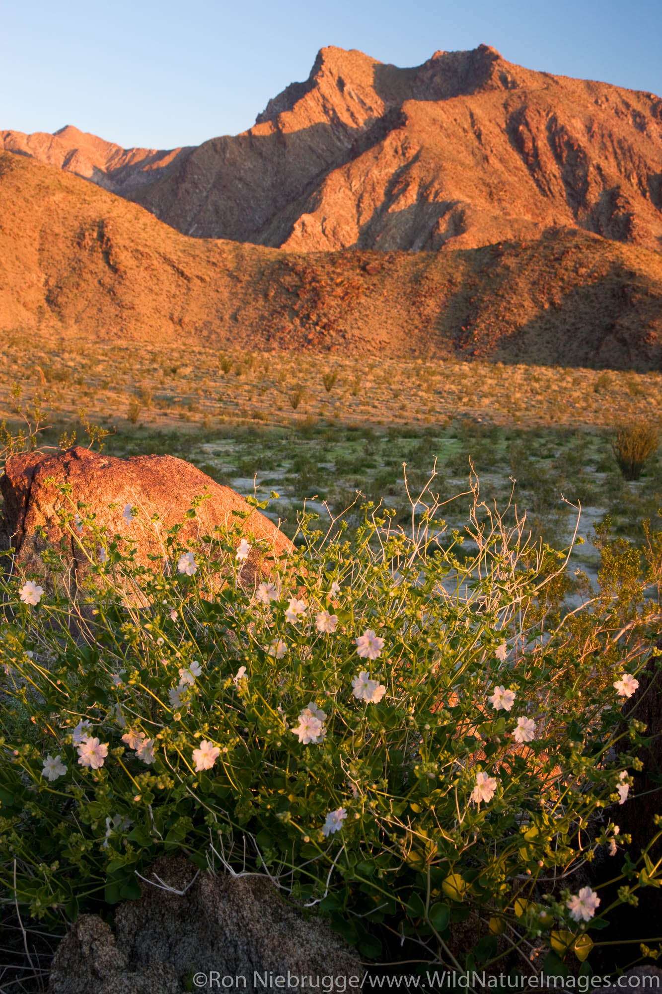 Anza-Borrego Desert State Park, California.
