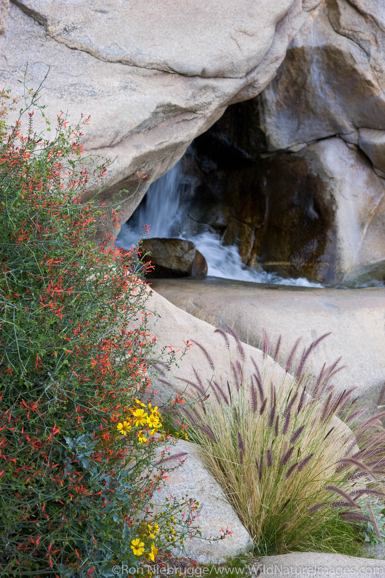 Wildflowers in Borrego Palm Canyon, Anza-Borrego Desert State Park, California.