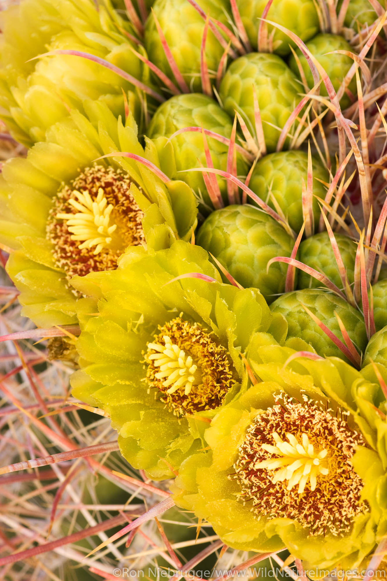 Wildflower blooms on a barrel cactus, Anza-Borrego Desert State Park, California.