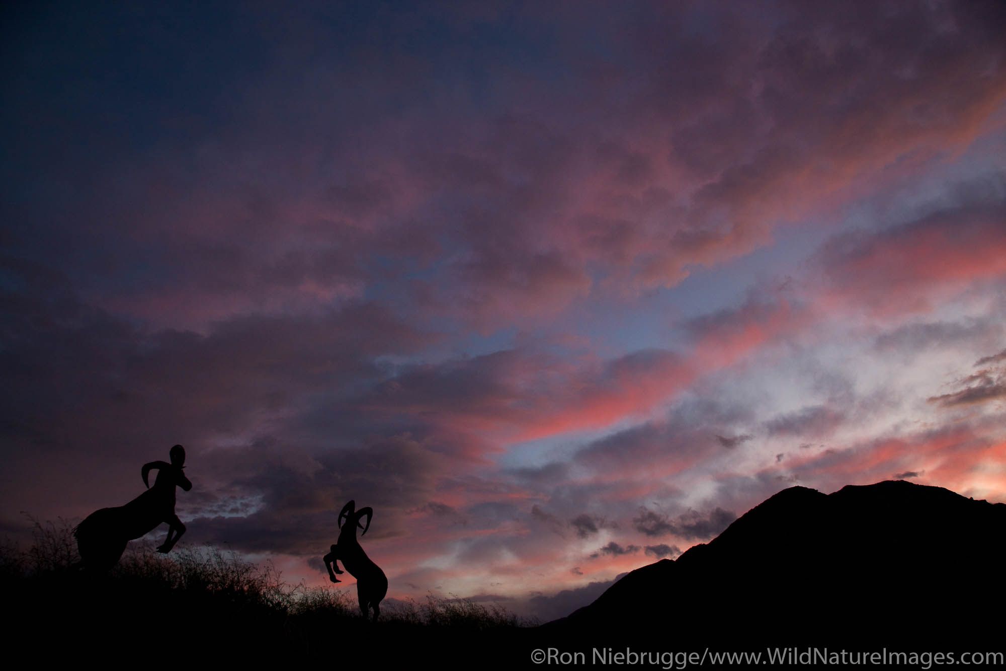Sheep statues at sunset, Anza-Borrego Desert State Park, California.