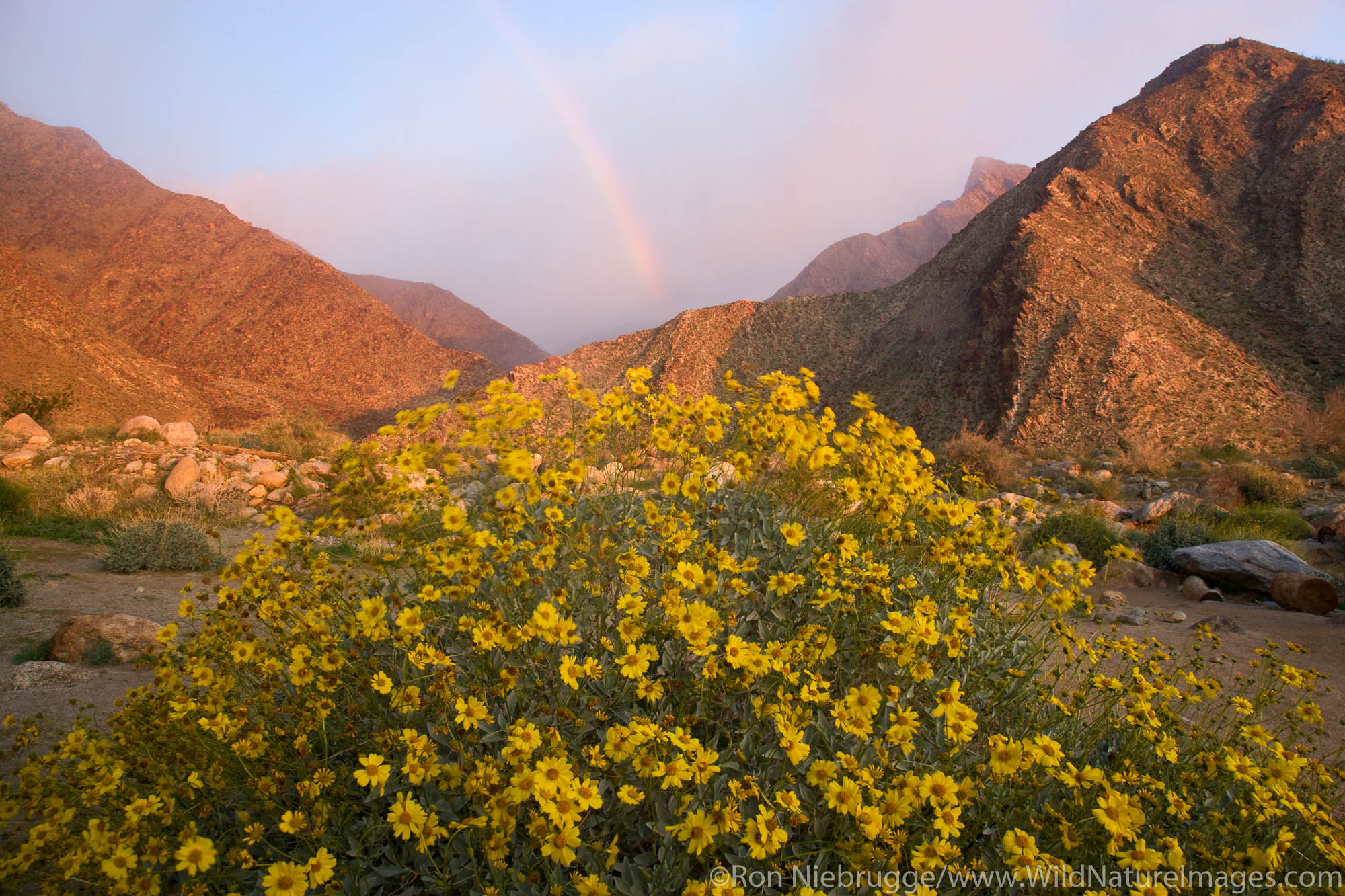 Wildflowers in Borrego Palm Canyon, Anza-Borrego Desert State Park, California.