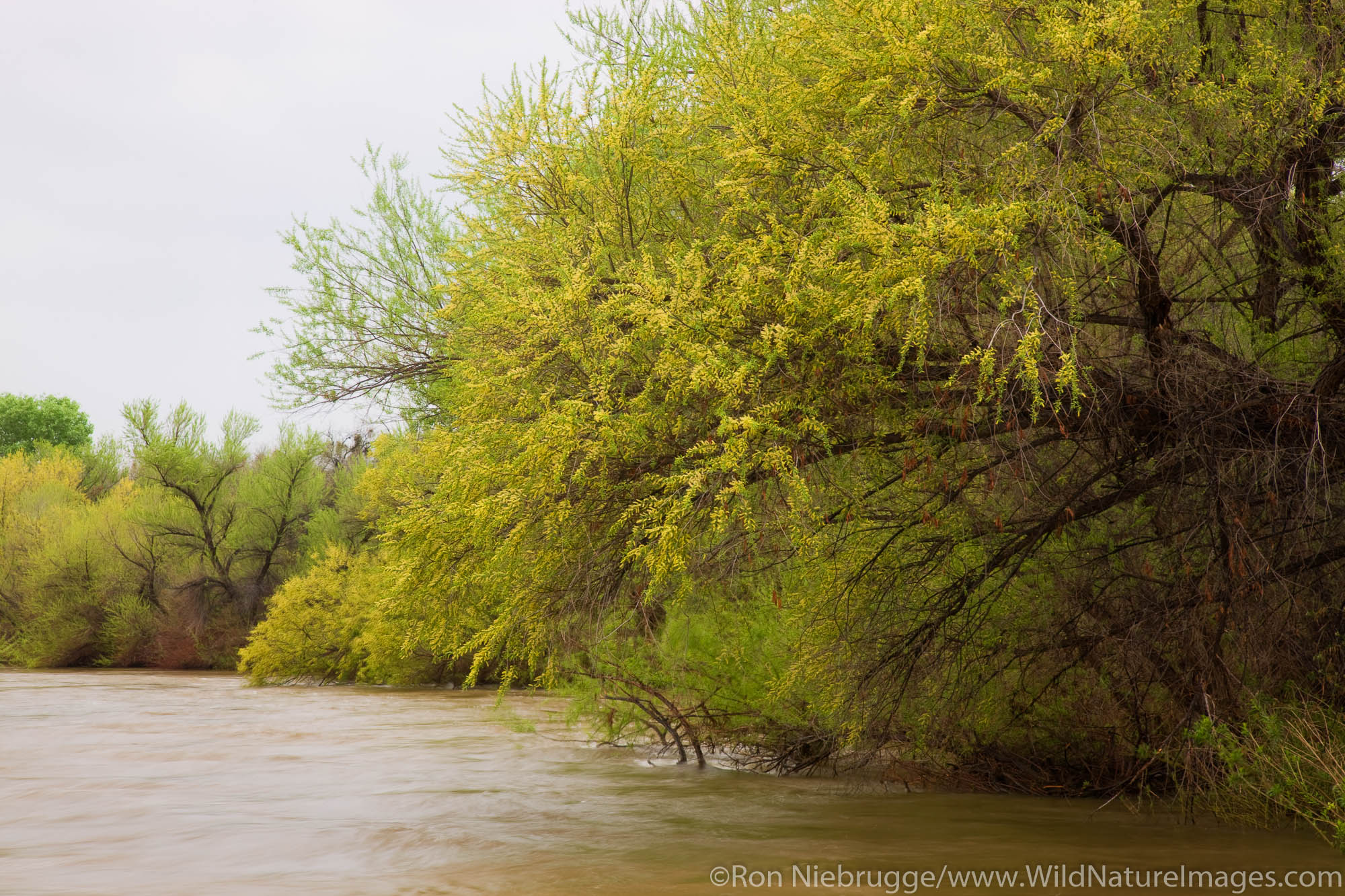 Verde River, Fort McDowell Yavapai Nation, East of Phoenix, Arizona.