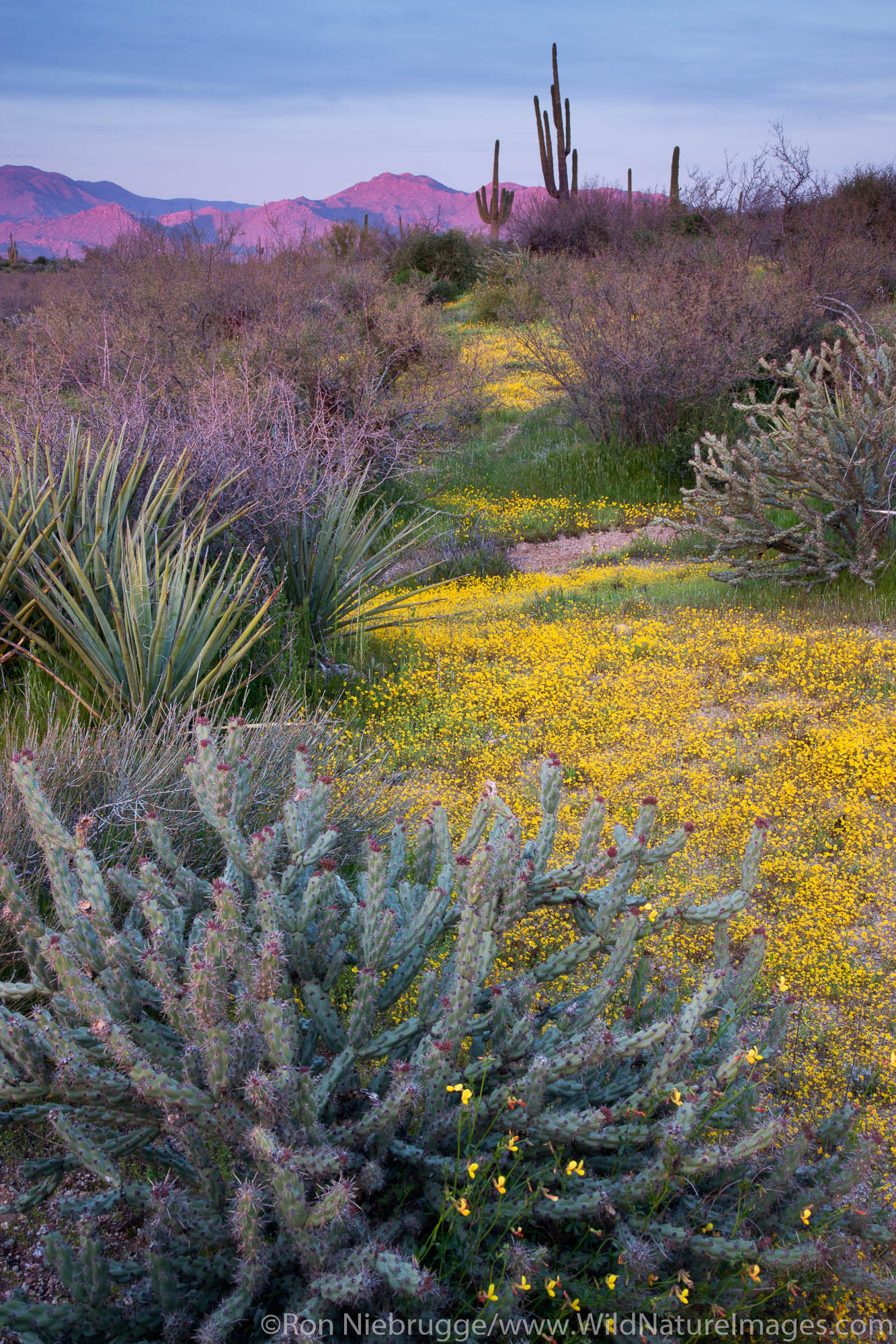 Tonto National Forest, East of Phoenix, Arizona.