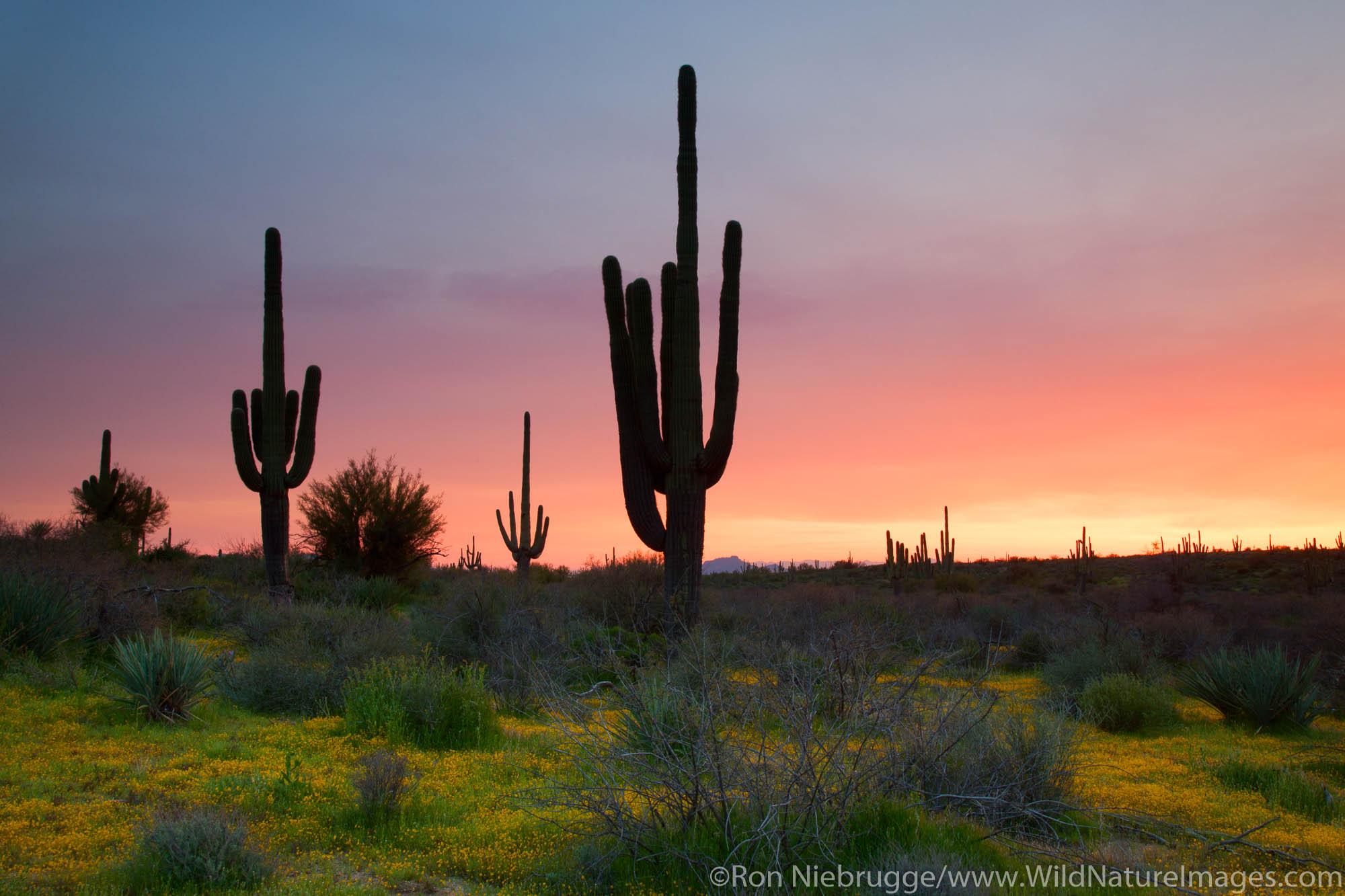 Tonto National Forest, East of Phoenix, Arizona.