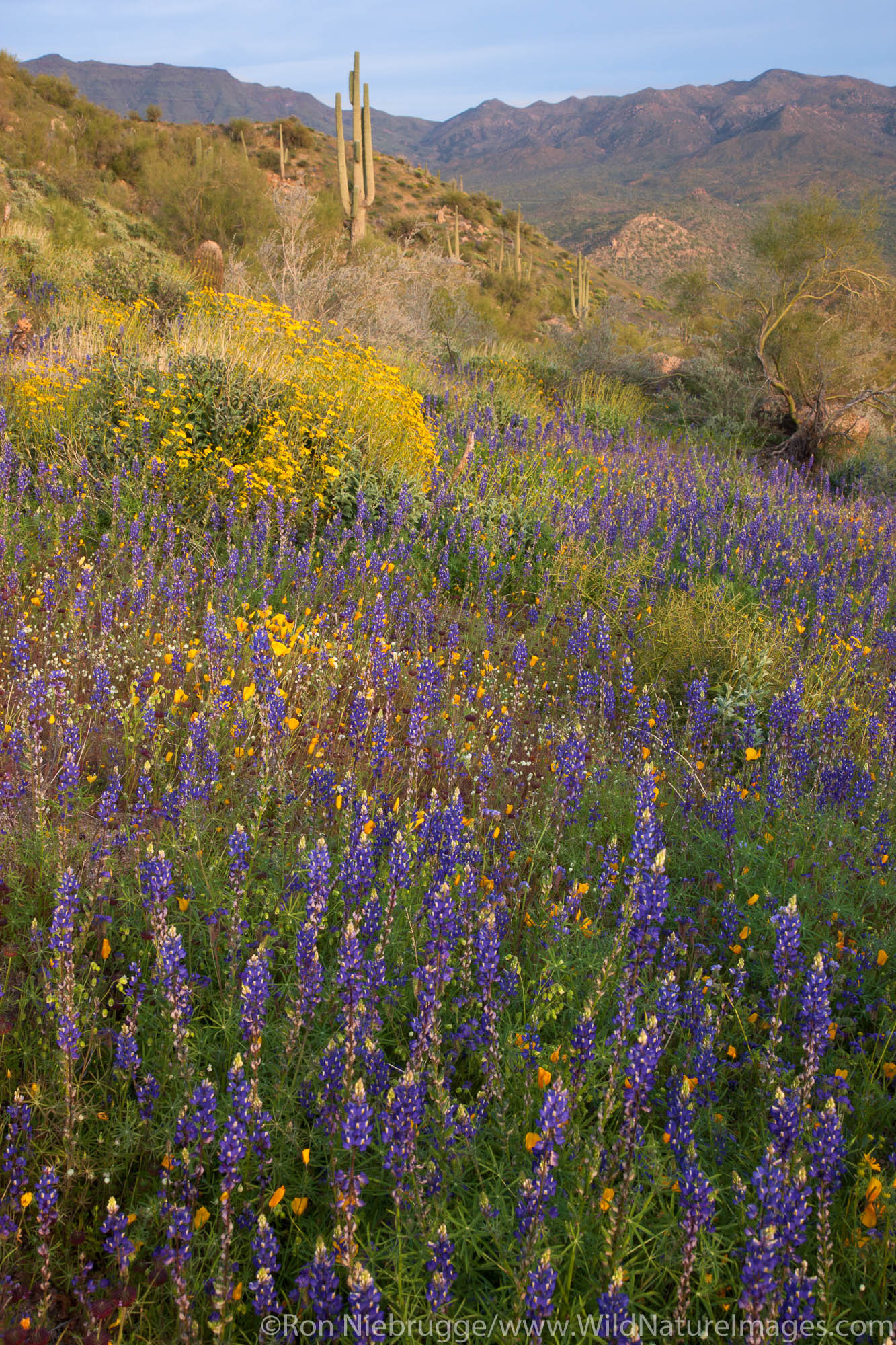 Wildflowers near Bartlett Lake, Tonto National Forest, near Phoenix, Arizona.