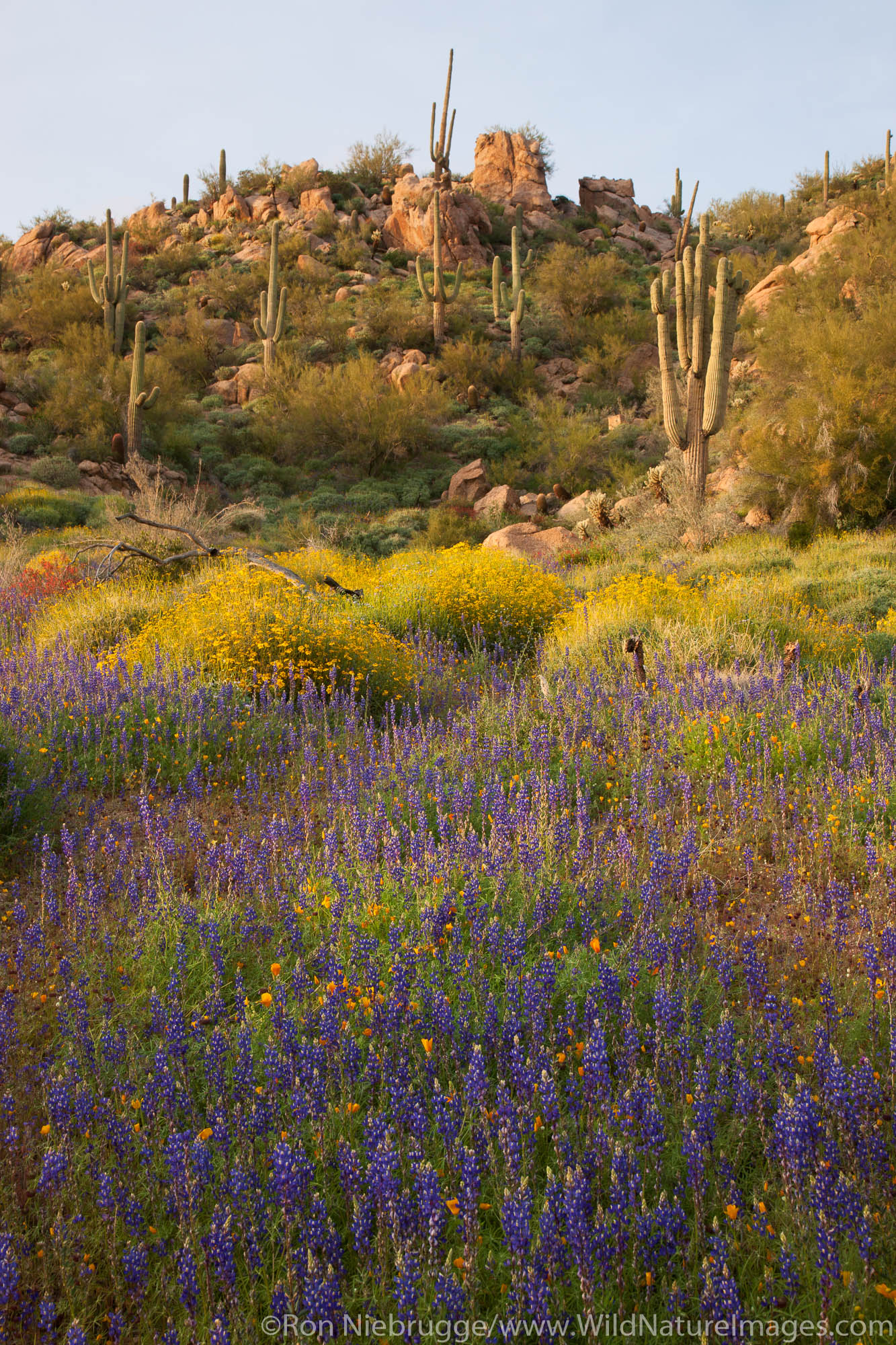Wildflowers near Bartlett Lake, Tonto National Forest, near Phoenix, Arizona.