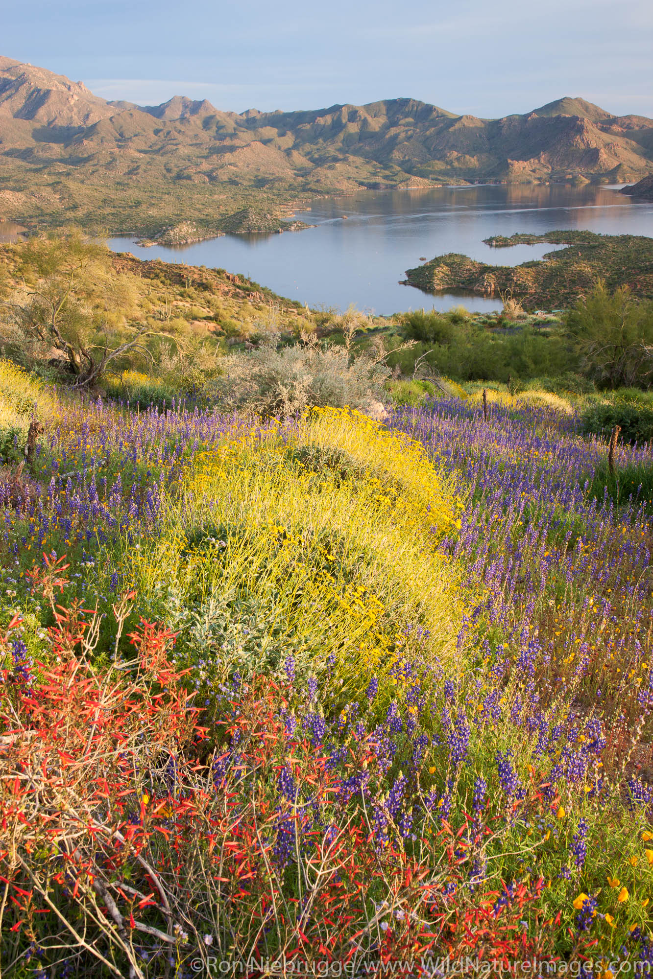 Wildflowers along Bartlett Lake, Tonto National Forest, near Phoenix, Arizona.