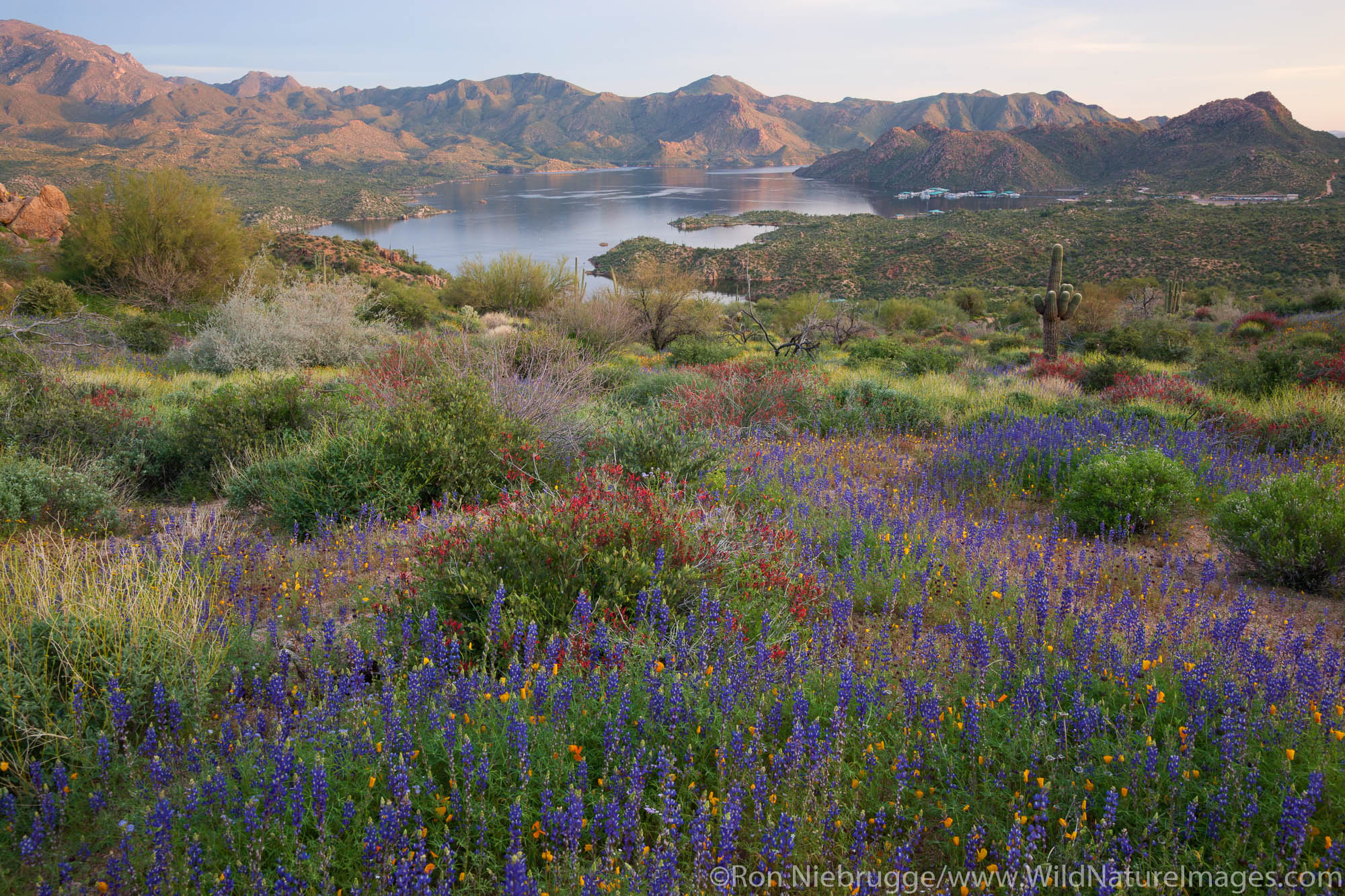 Wildflowers along Bartlett Lake, Tonto National Forest, near Phoenix, Arizona.