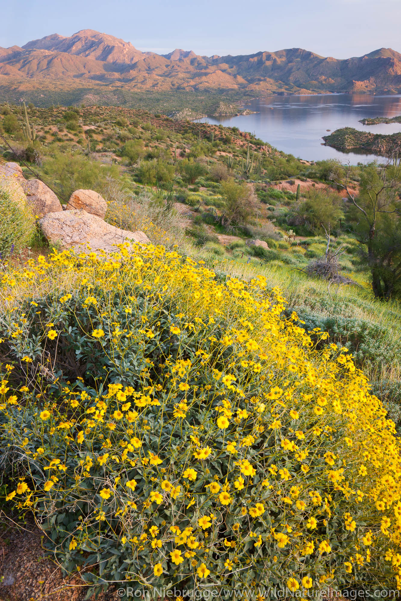 Wildflowers along Bartlett Lake, Tonto National Forest, near Phoenix, Arizona.