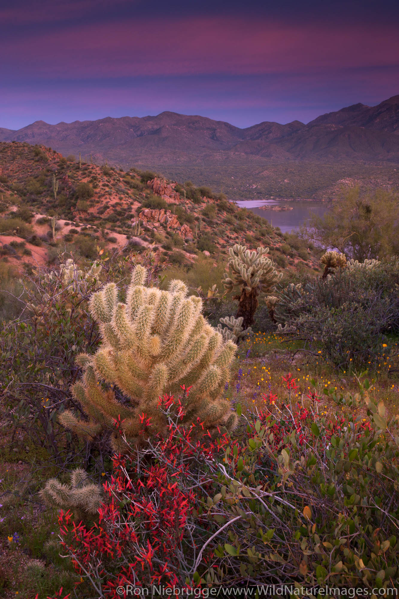 Wildflowers along Bartlett Lake, Tonto National Forest, near Phoenix, Arizona.