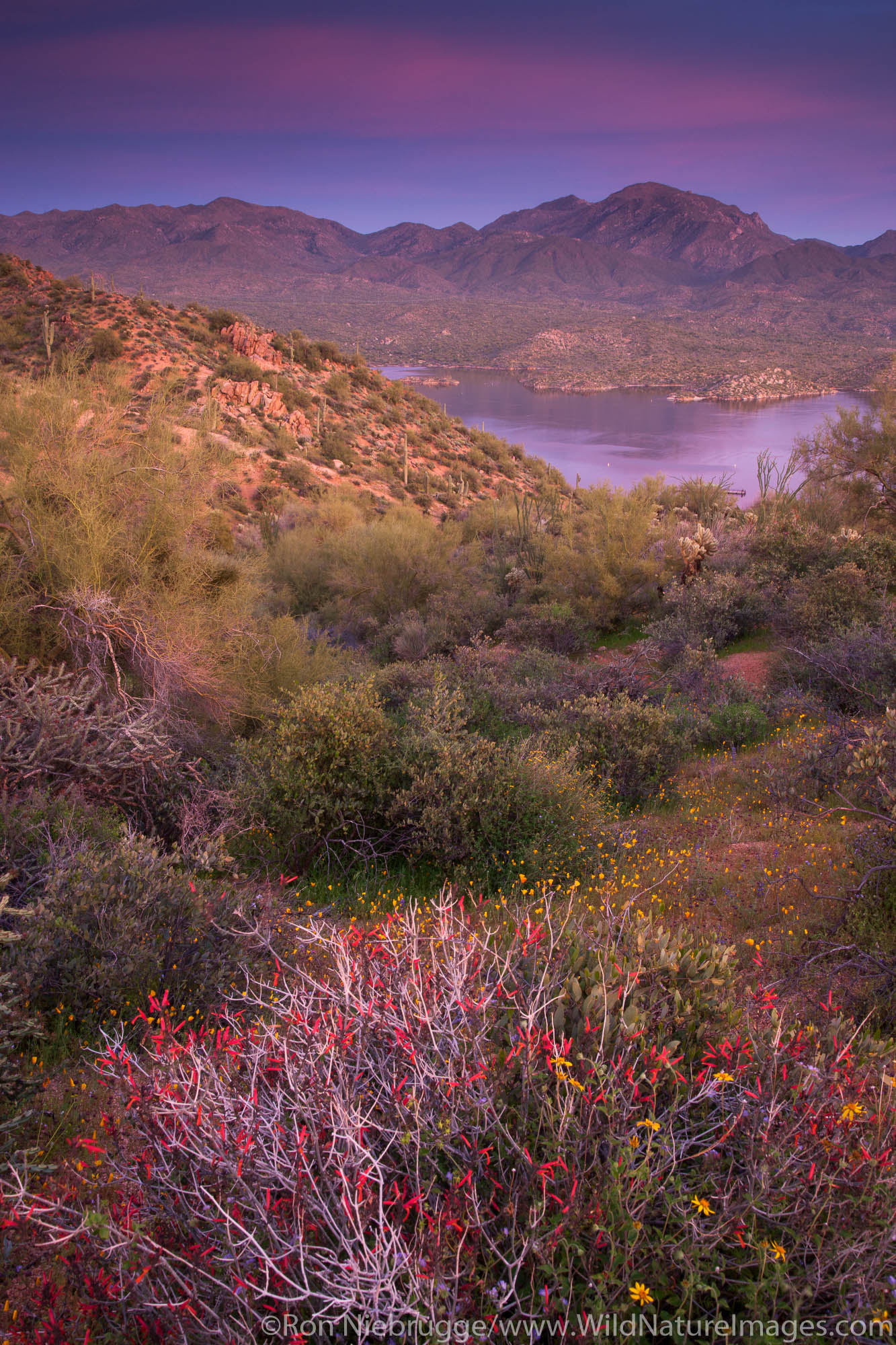 Wildflowers along Bartlett Lake, Tonto National Forest, near Phoenix, Arizona.