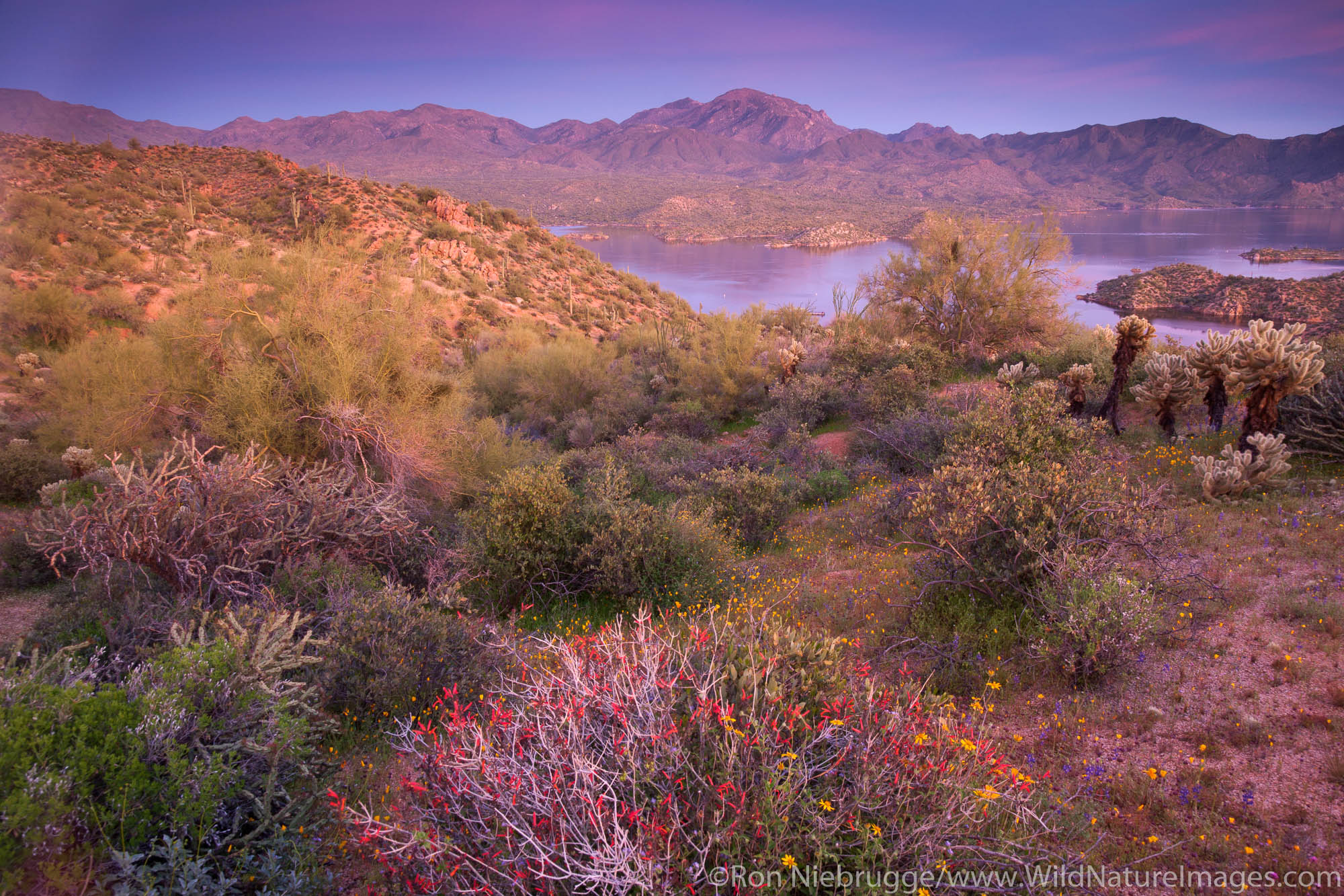 Wildflowers along Bartlett Lake, Tonto National Forest, near Phoenix, Arizona.