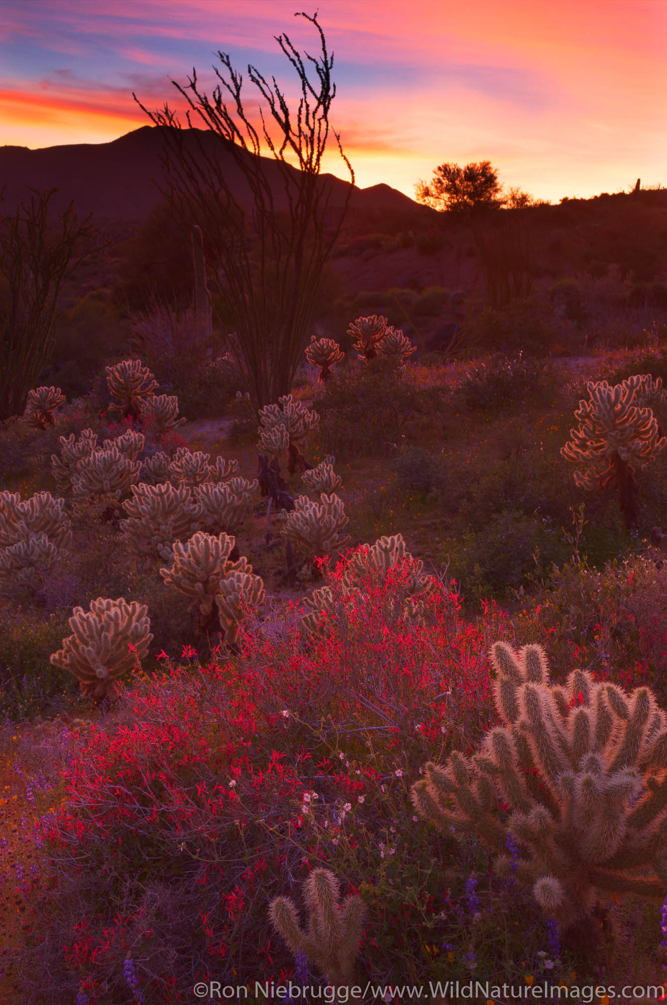 Wildflowers near Bartlett Lake, Tonto National Forest, near Phoenix, Arizona.