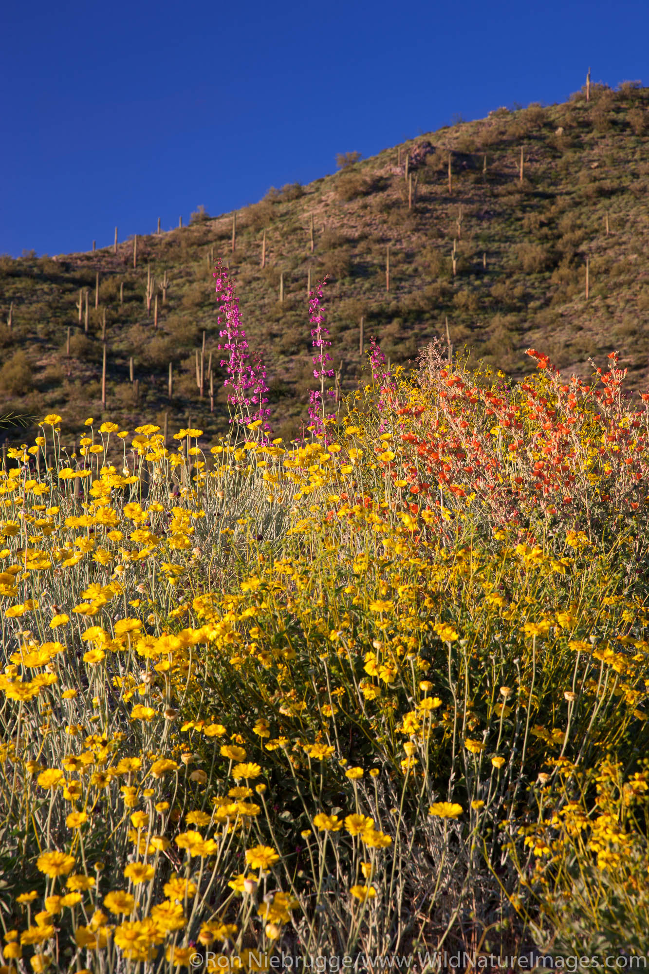 Spring wildflowers, Tonto National Forest, East of Phoenix, Arizona.