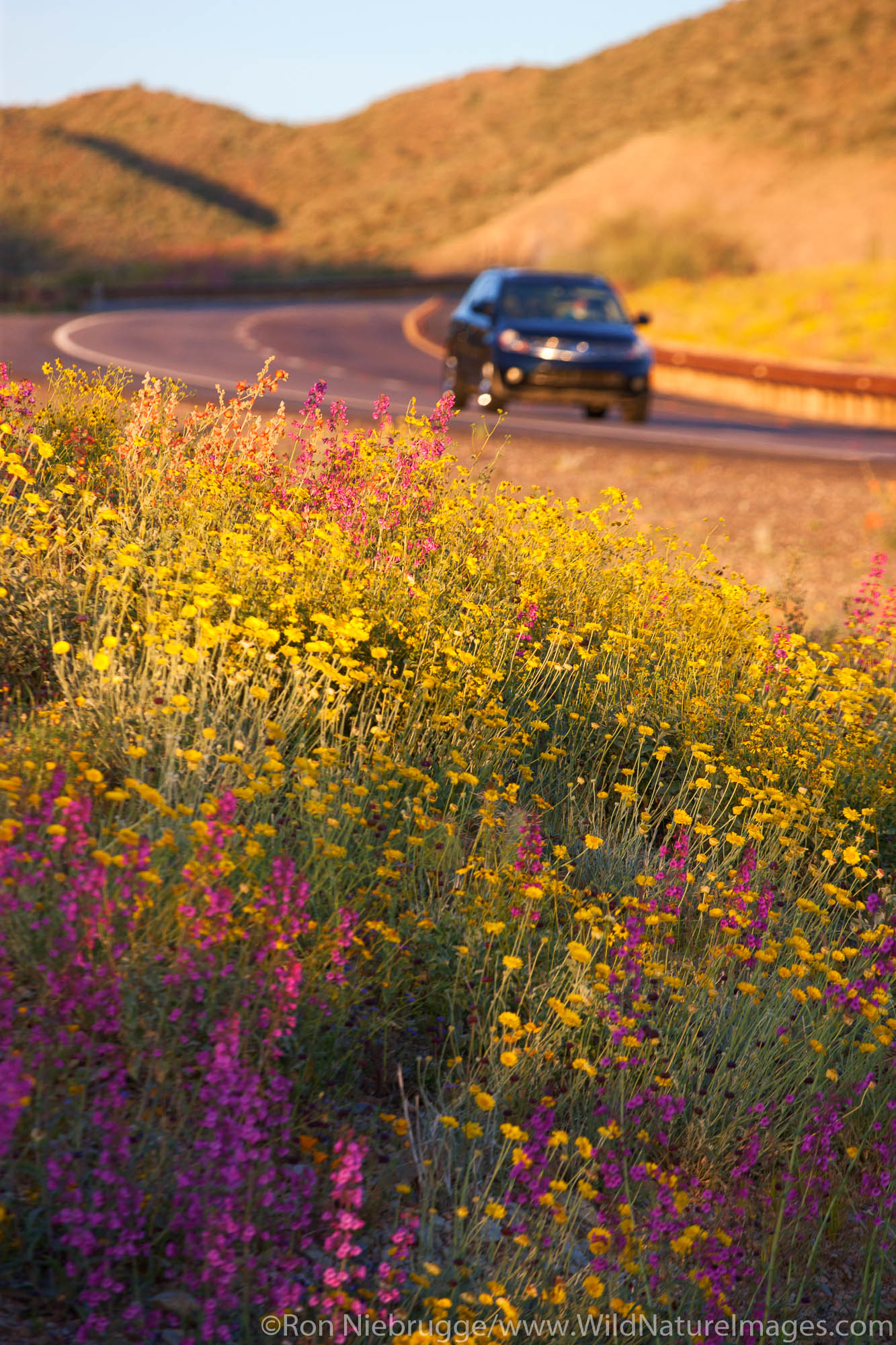 Spring wildflowers along Highway 60 (Superstition Highway), Tonto National Forest, East of Phoenix, Arizona.