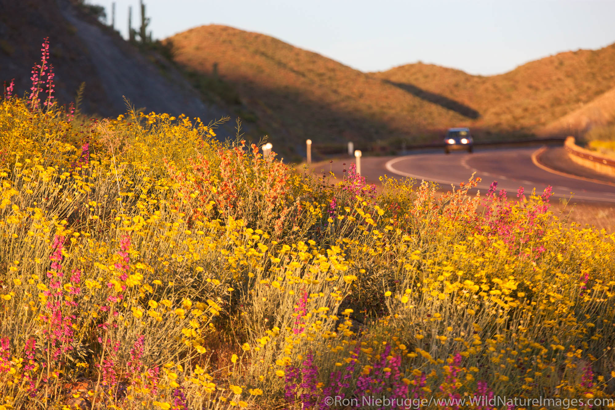 Spring wildflowers along Highway 60 (Superstition Highway), Tonto National Forest, East of Phoenix, Arizona.