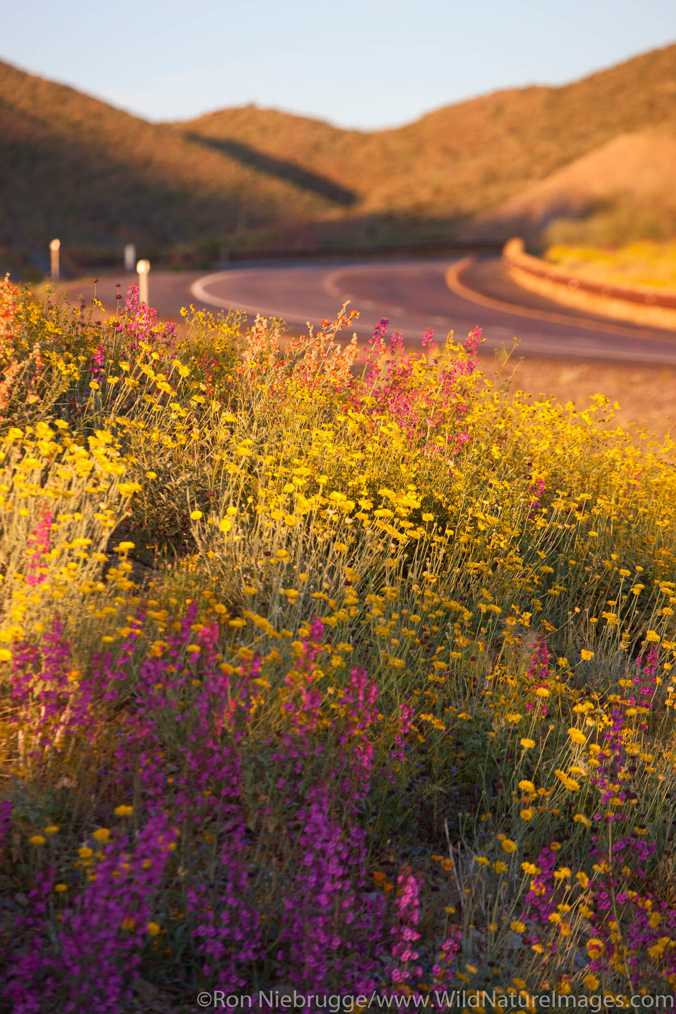 Spring wildflowers along Highway 60 (Superstition Highway), Tonto National Forest, East of Phoenix, Arizona.