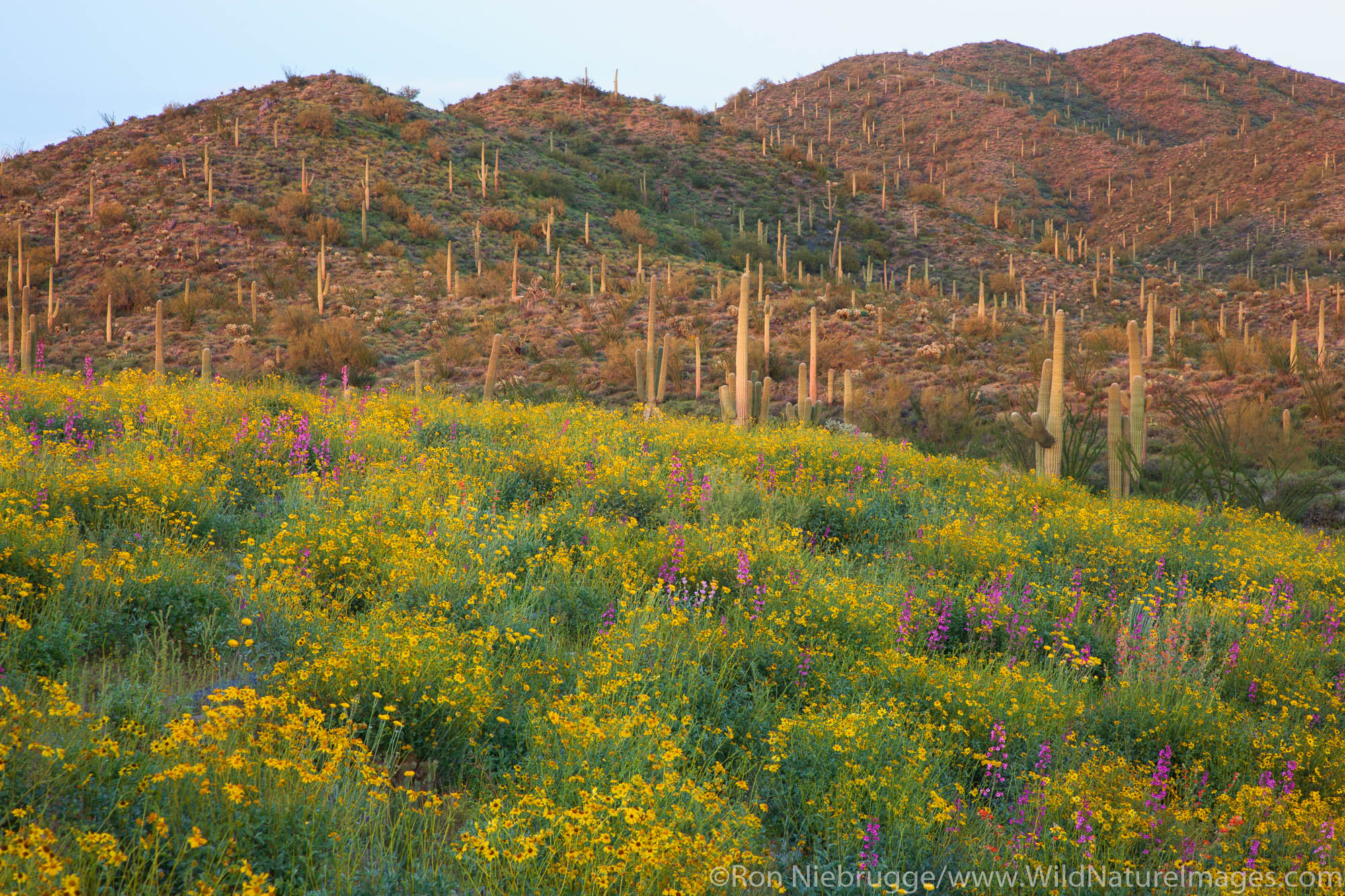 Spring wildflowers, Tonto National Forest, East of Phoenix, Arizona.
