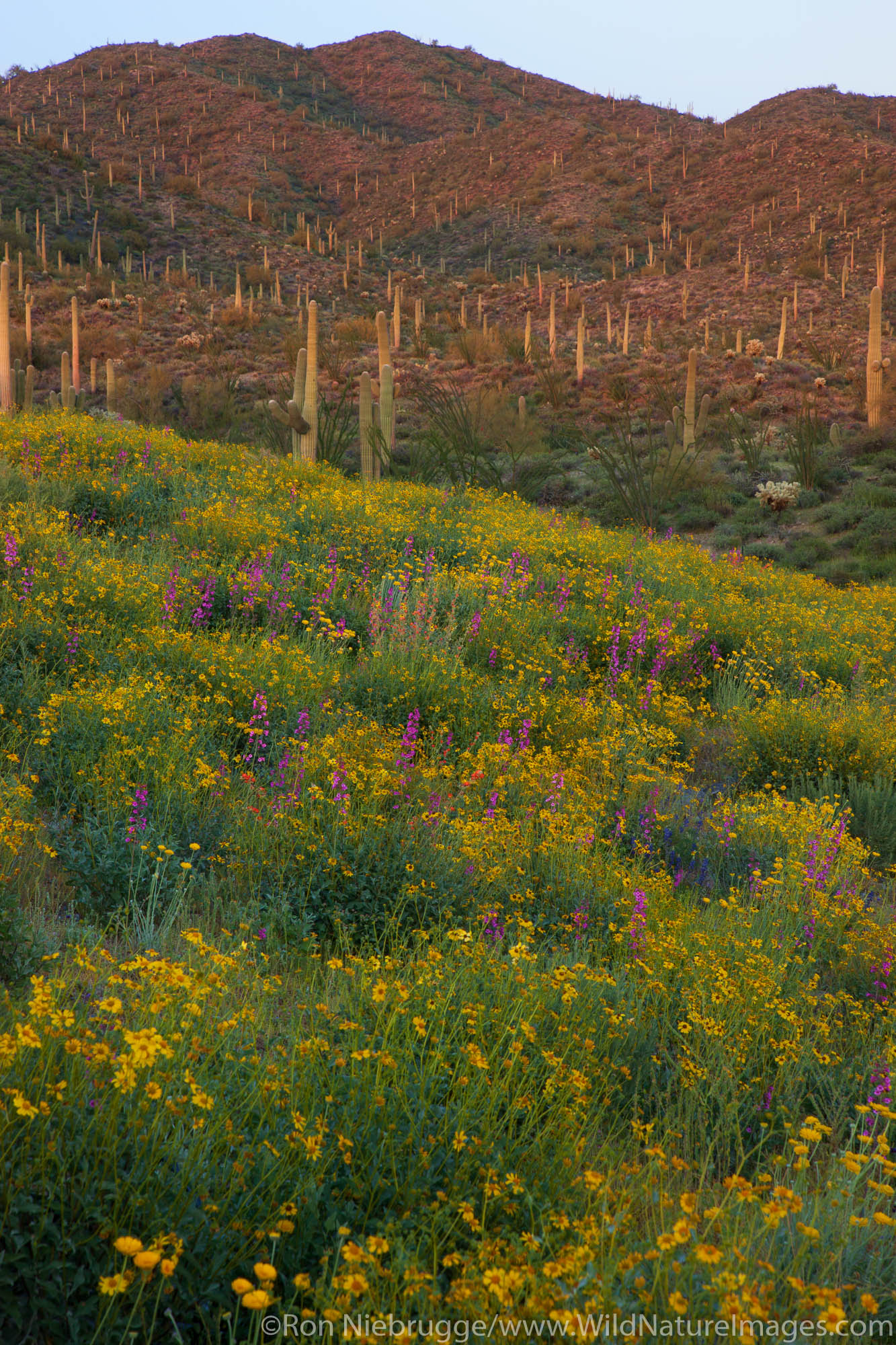 Spring wildflowers, Tonto National Forest, East of Phoenix, Arizona.