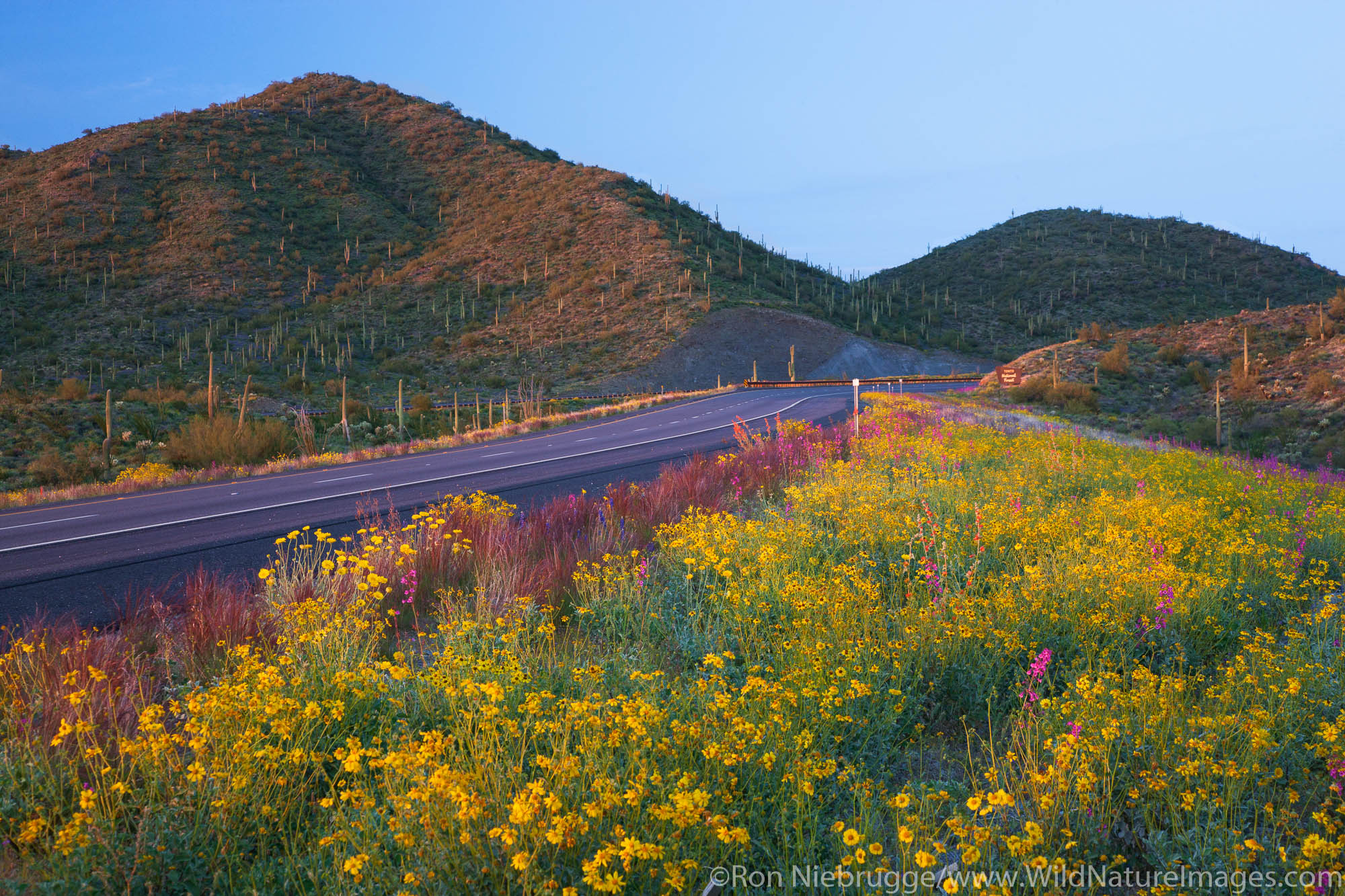 Spring wildflowers along Highway 60 (Superstition Highway), Tonto National Forest, East of Phoenix, Arizona.