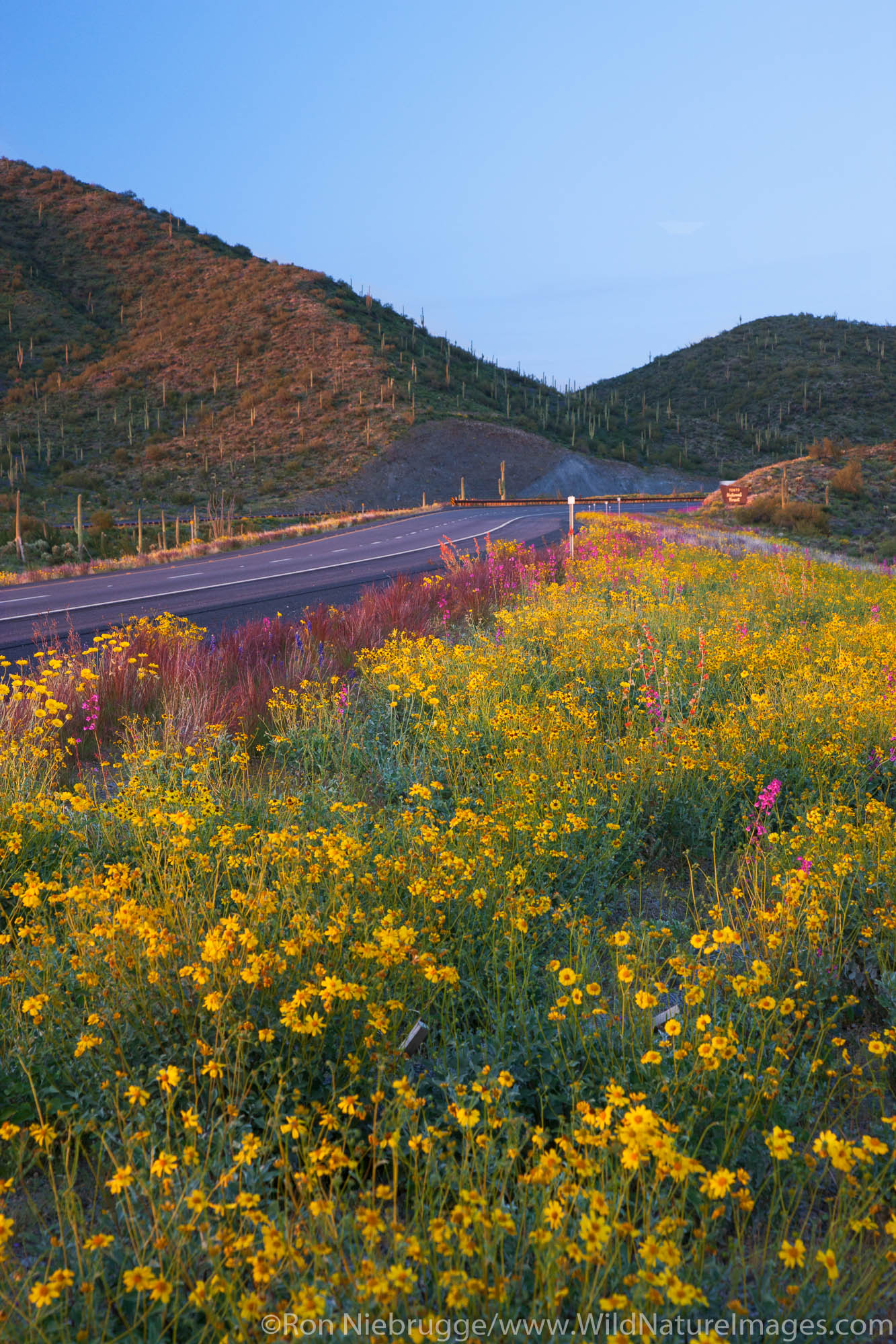 Spring wildflowers along Highway 60 (Superstition Highway), Tonto National Forest, East of Phoenix, Arizona.