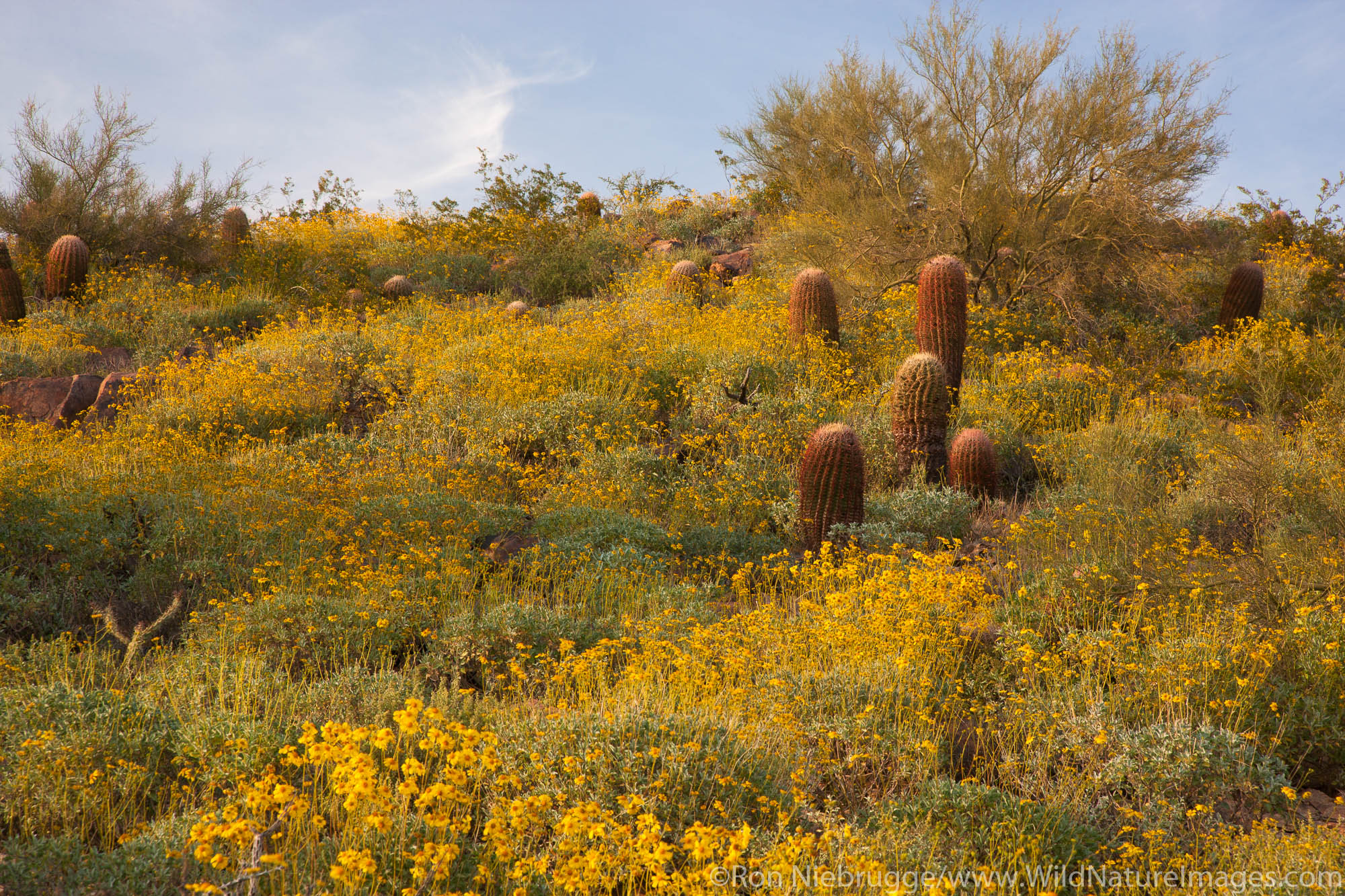Wildflowers, McDowell Sonoran Preserve, Scottsdale, Arizona.