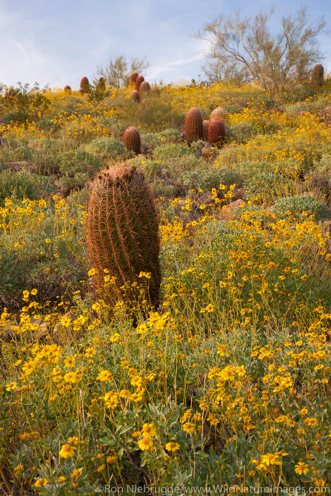 Wildflowers, McDowell Sonoran Preserve, Scottsdale, Arizona.