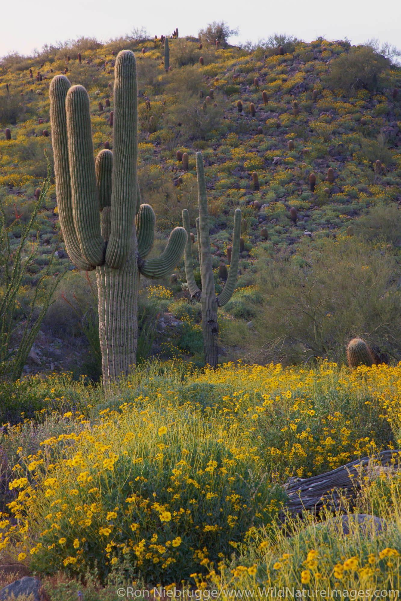 Wildflowers, McDowell Sonoran Preserve, Scottsdale, Arizona.