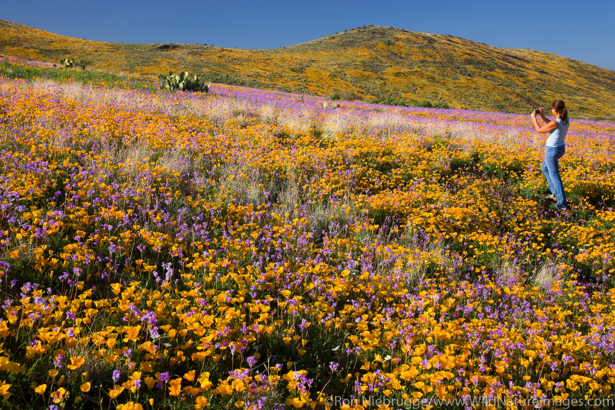 Wildflowers in Black Hills, Arizona. (model released)