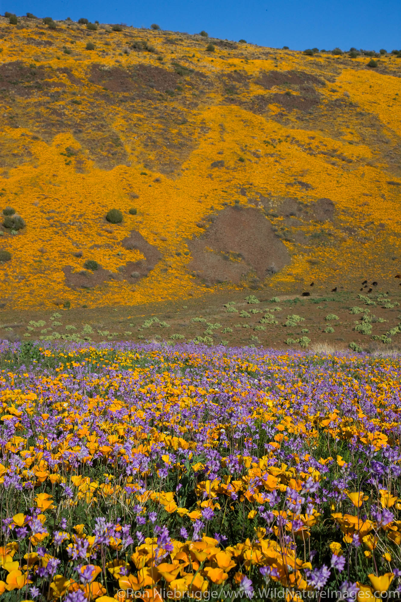Wildflowers in Black Hills, Arizona.