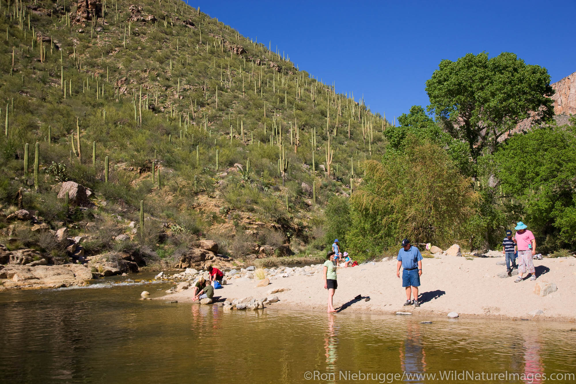 Visitors enjoy Sabino Creek, Sabino Canyon Recreation Area, Tucson, Arizona.