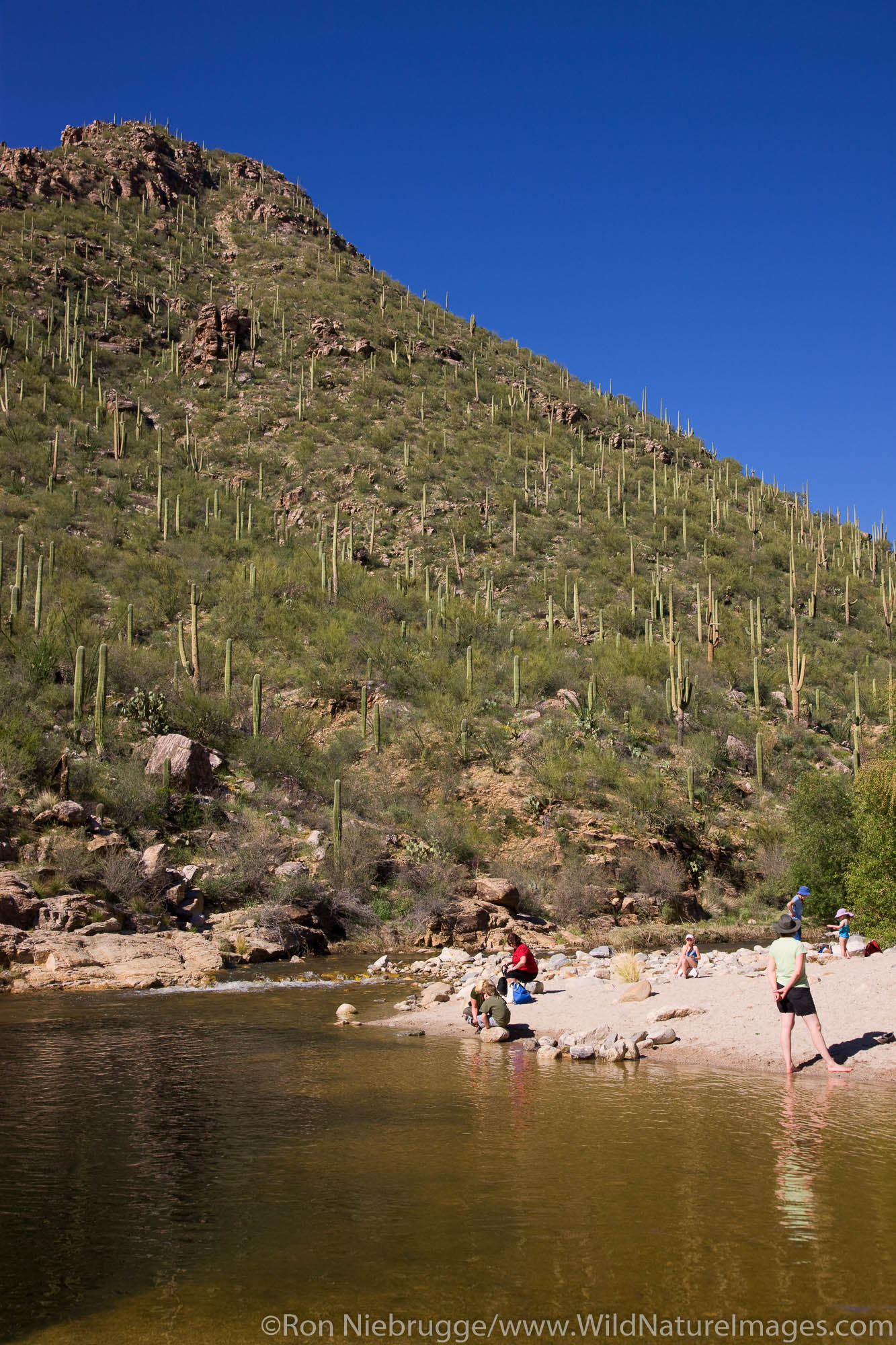 Sabino Canyon Recreation Area Photos by Ron Niebrugge