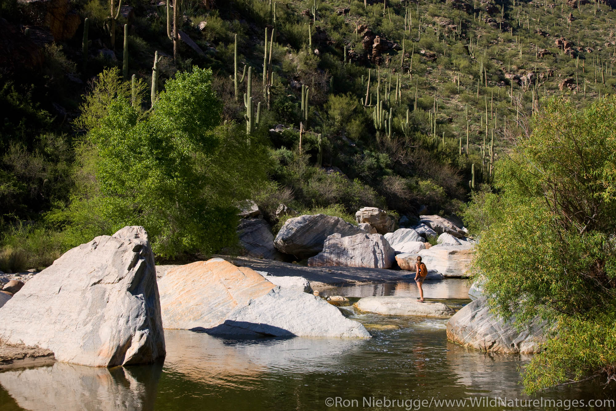 Hiker enjoying Sabino Creek, Sabino Canyon Recreation Area, Tucson, Arizona.  (model released)