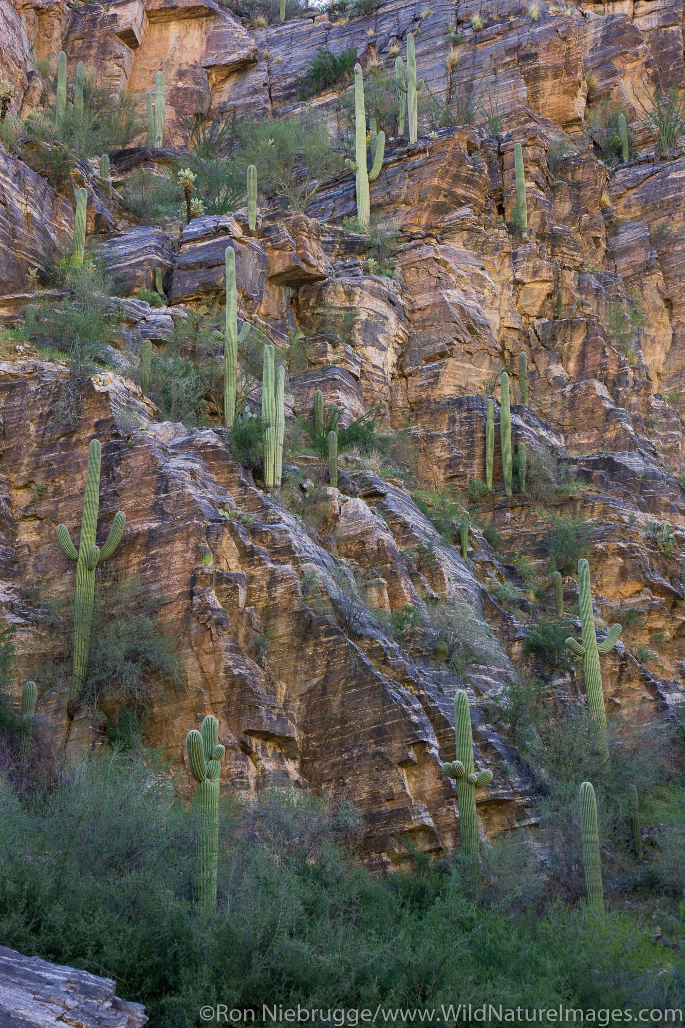 Saguaro Cactus, Sabino Canyon Recreation Area, Tucson, Arizona.
